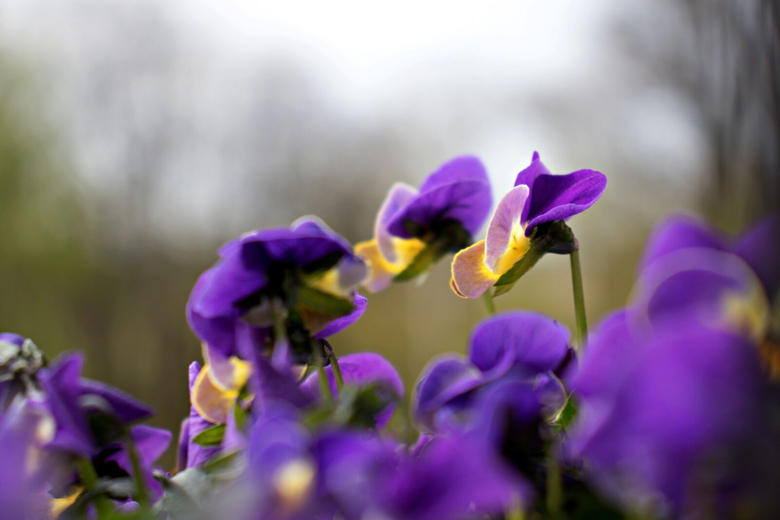 Canon EOS 800D (EOS Rebel T7i / EOS Kiss X9i) sample photo. Pansy, flowers, garden photography