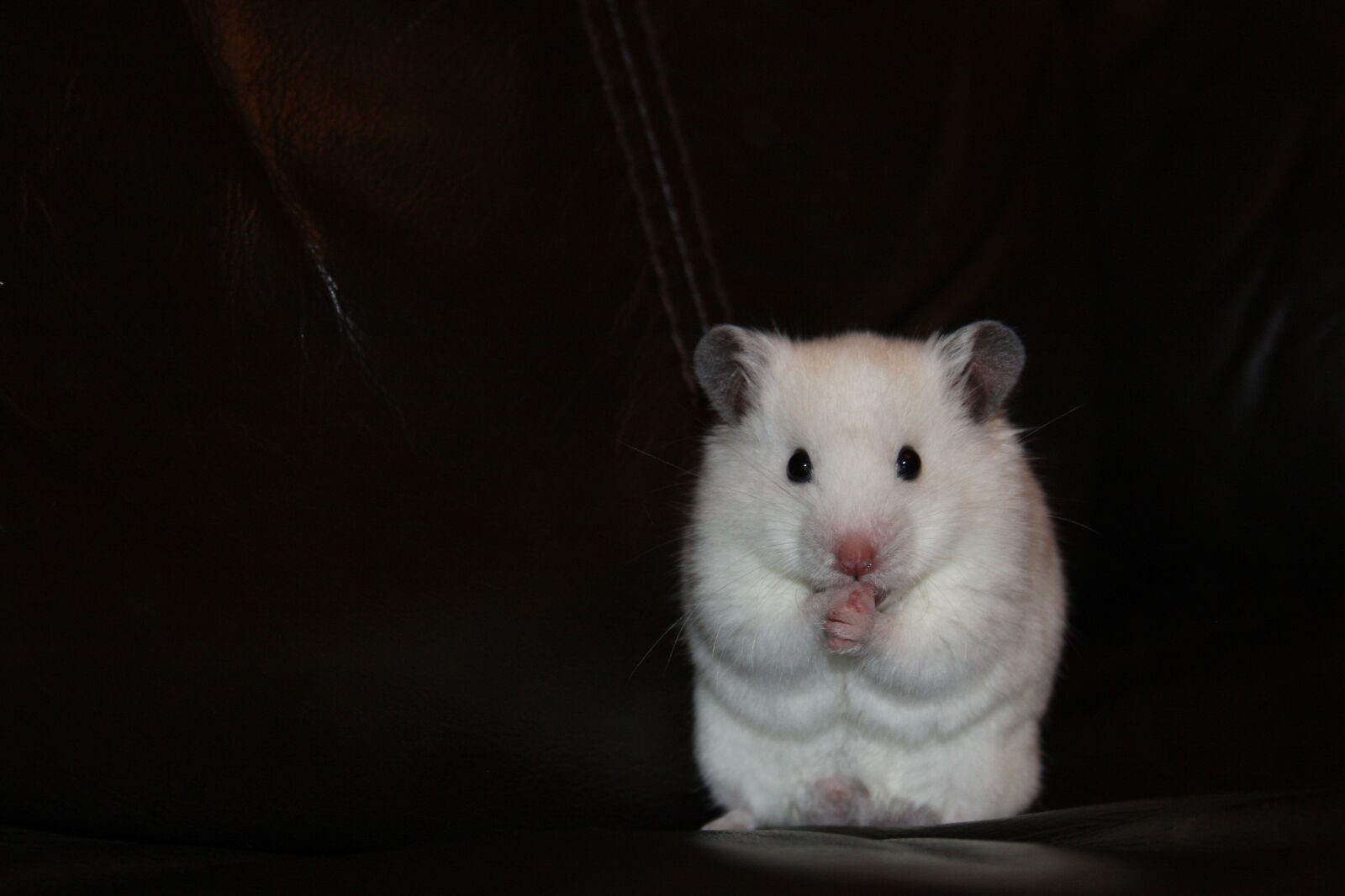Canon EOS 40D sample photo. Hamster, rodent, white photography