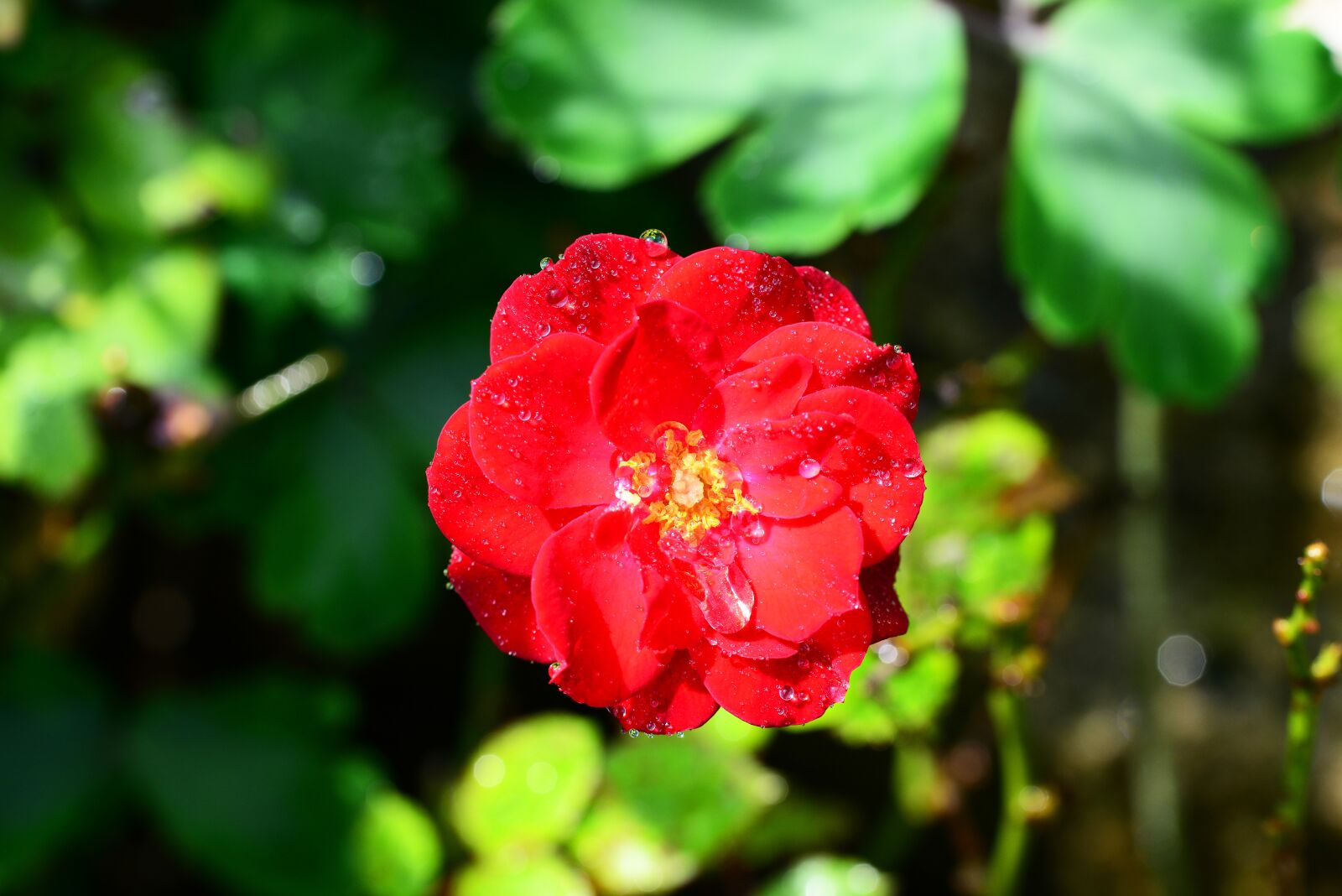Nikon D800 sample photo. Rose, red, drops of photography