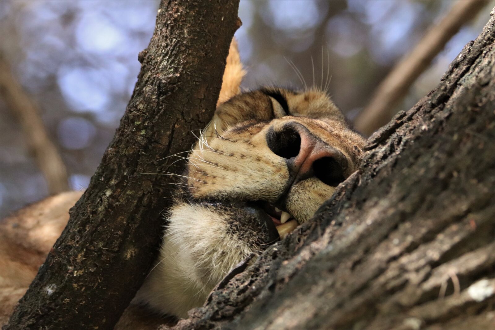 Tamron SP 150-600mm F5-6.3 Di VC USD sample photo. Lion, sleep, predator photography