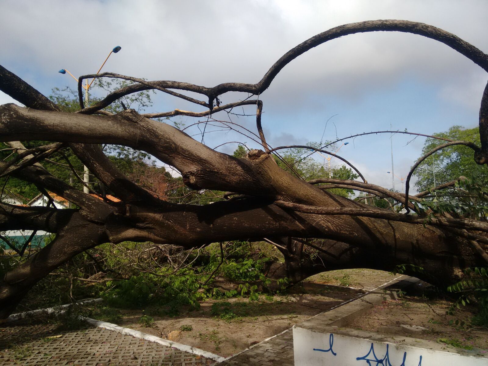 Motorola Moto G (2nd Gen) sample photo. Fallen, tree, rain, storm photography