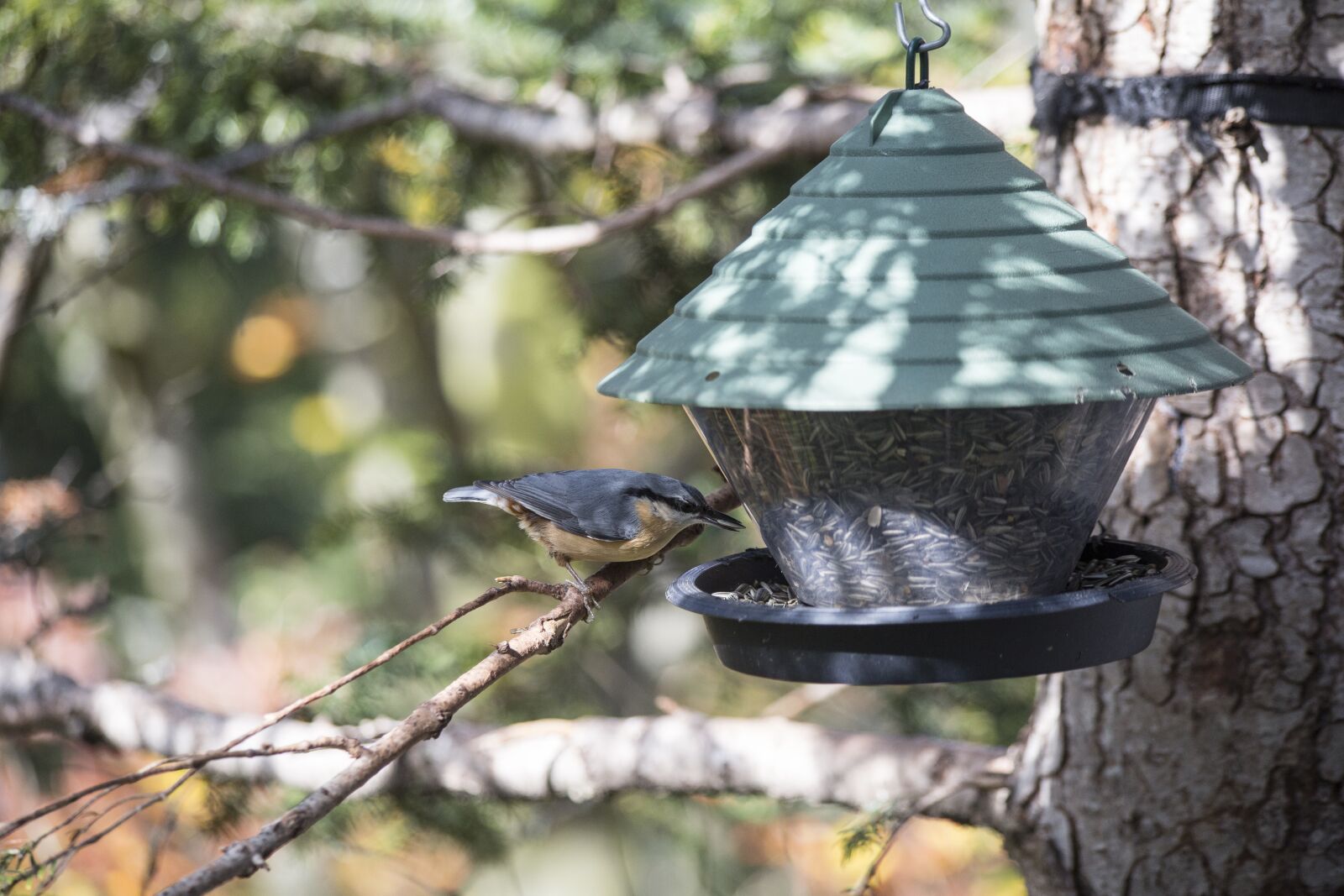 Canon EF 70-300mm F4-5.6 IS USM sample photo. Bird, aviary, nesting box photography