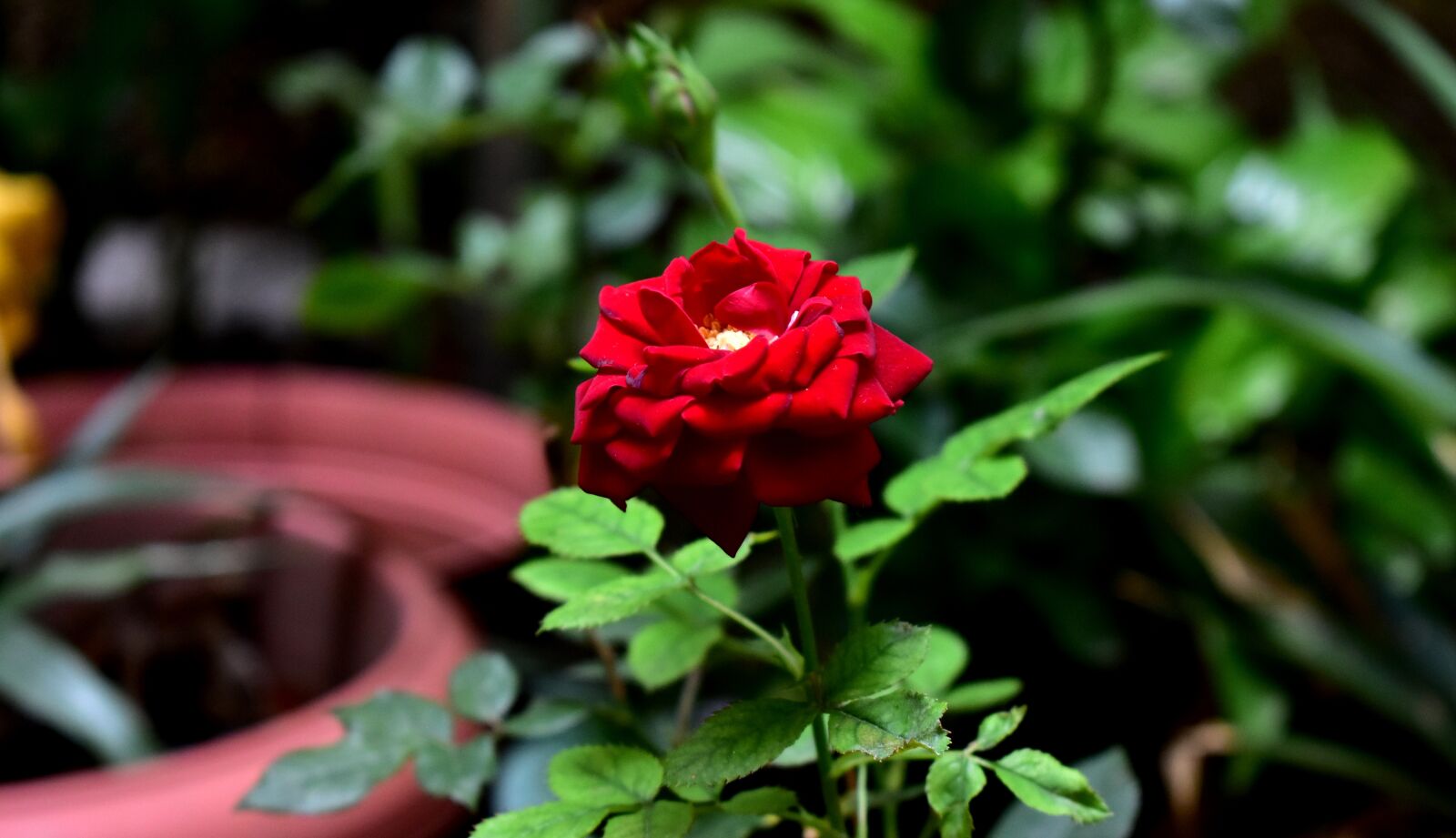Nikon D5600 sample photo. Rosa, flower, plant photography
