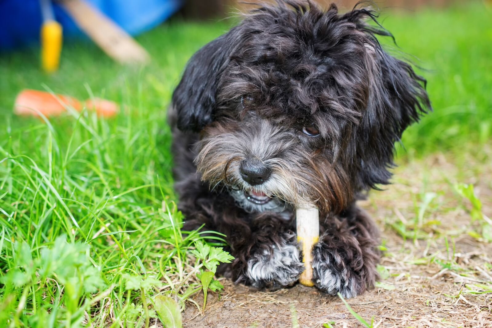 Nikon D5300 sample photo. Dog, bolonka, optional photography