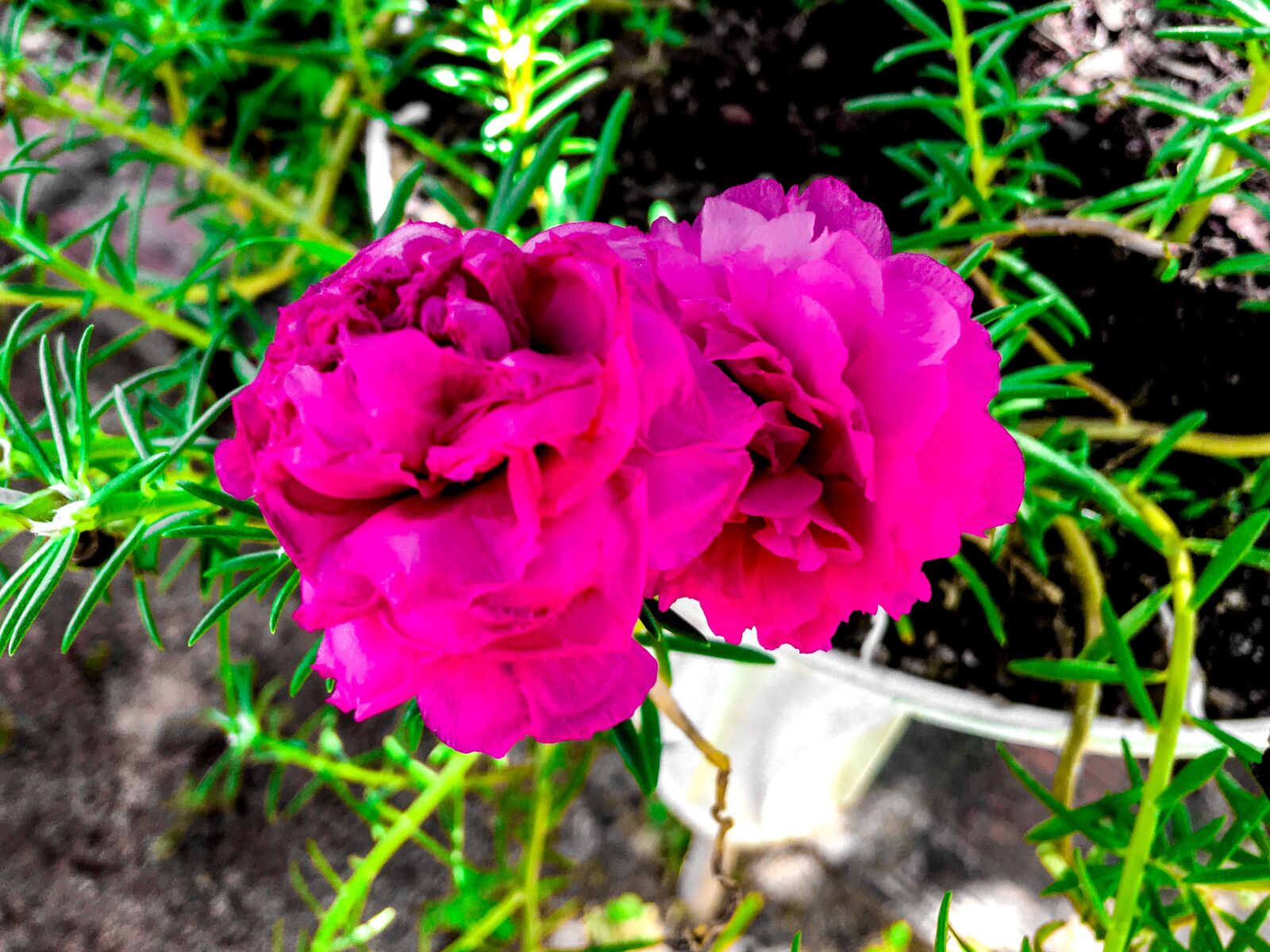 iPhone 6s Plus back camera 4.15mm f/2.2 sample photo. Flower, rosa, flowers photography
