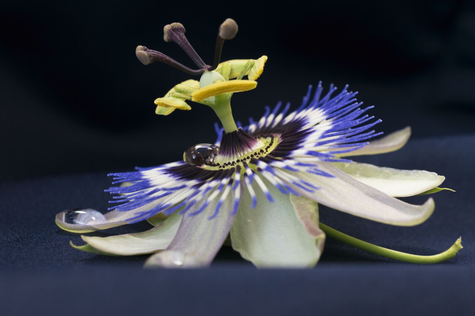 Nikon D5600 sample photo. Passionflower, flower, passiflora photography
