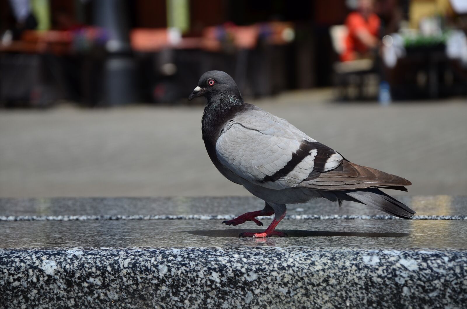 Nikon D5100 sample photo. Pigeon, city, walking photography