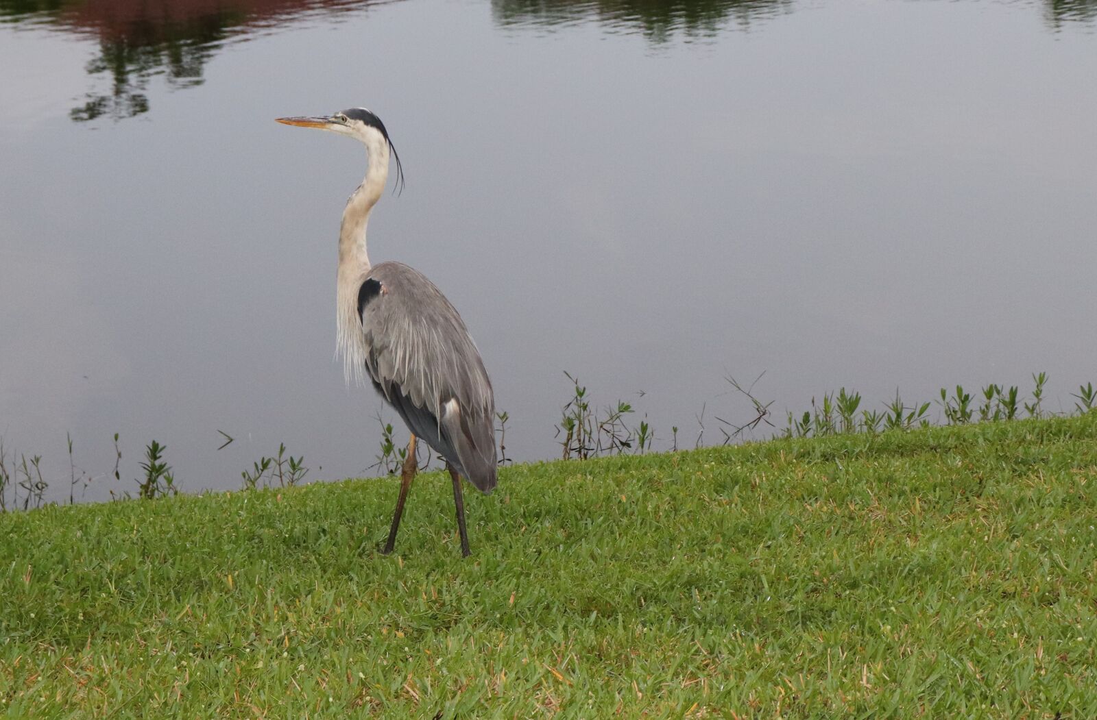 Canon EOS 200D (EOS Rebel SL2 / EOS Kiss X9) sample photo. Heron, stork, bird photography