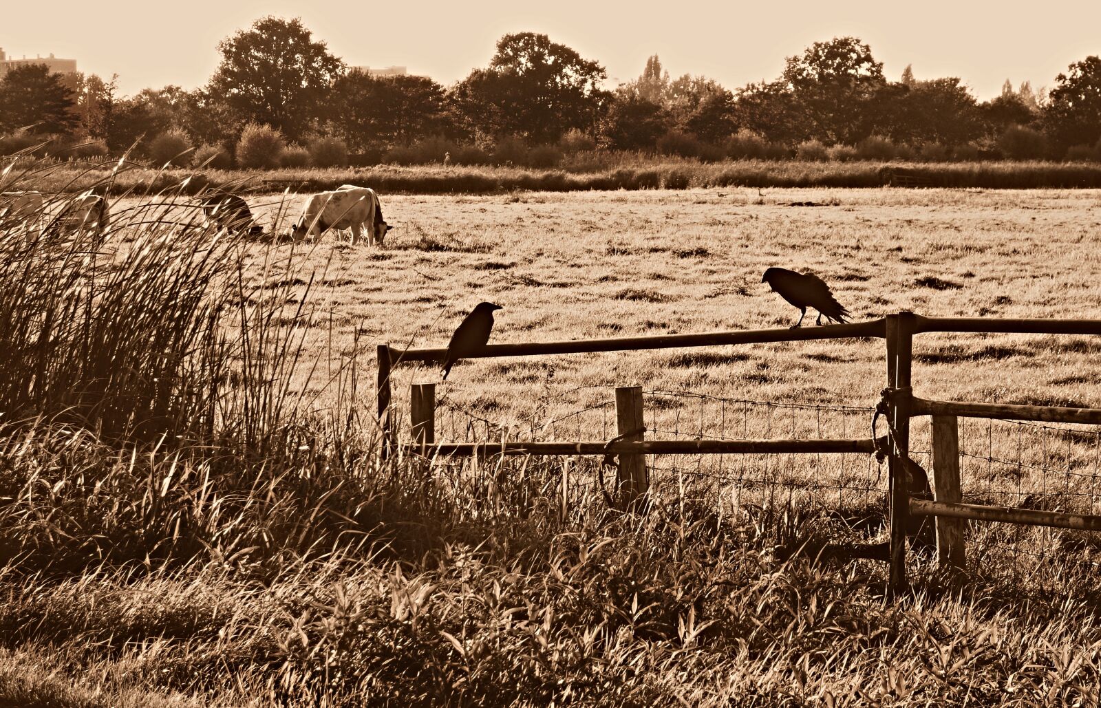 Sony Cyber-shot DSC-RX100 sample photo. Crow, bird, wildlife photography