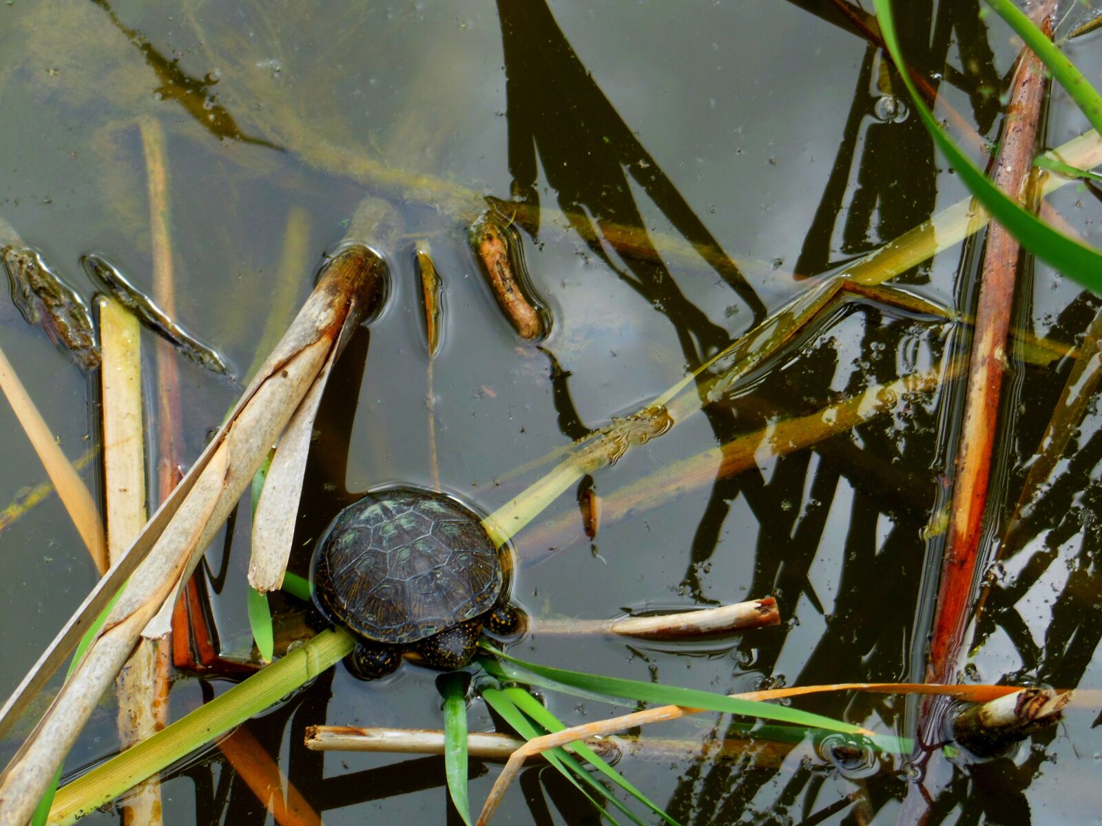 Nikon Coolpix S9300 sample photo. Turtle, swamp turtle, reptile photography