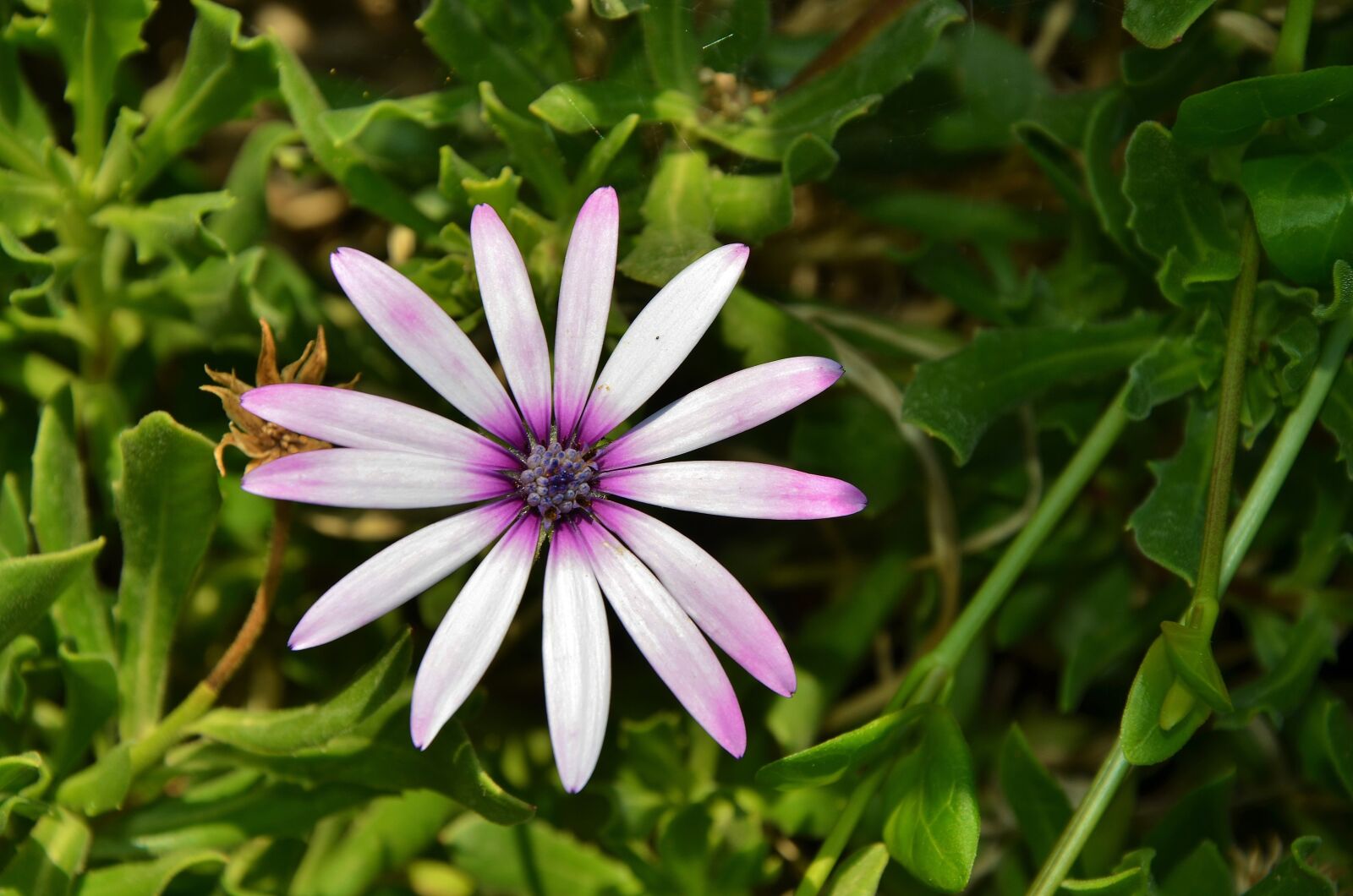 Nikon D7000 sample photo. Flower, spring, summer photography