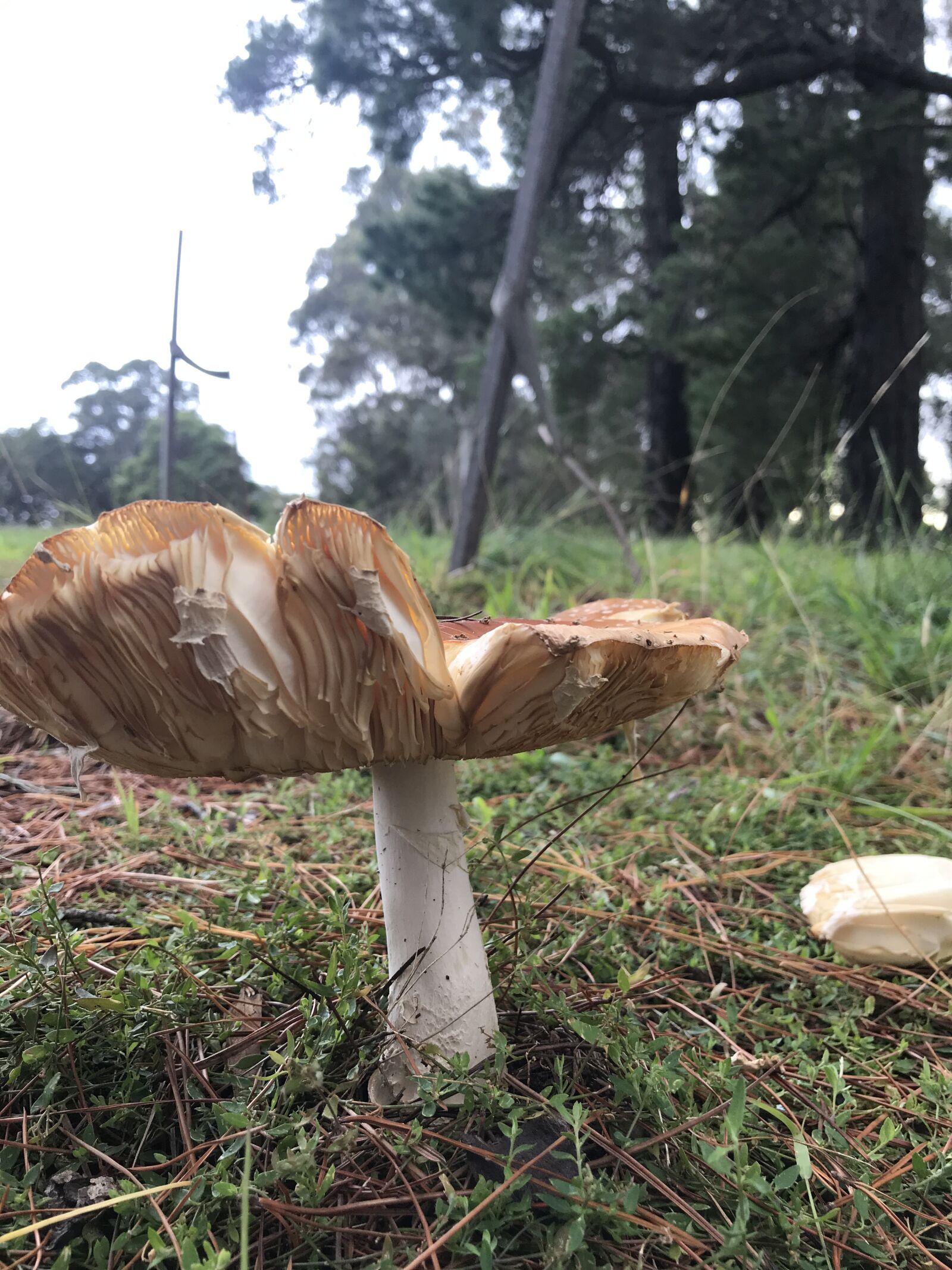 Apple iPhone 7 Plus sample photo. Mushroom, forest, toadstool photography