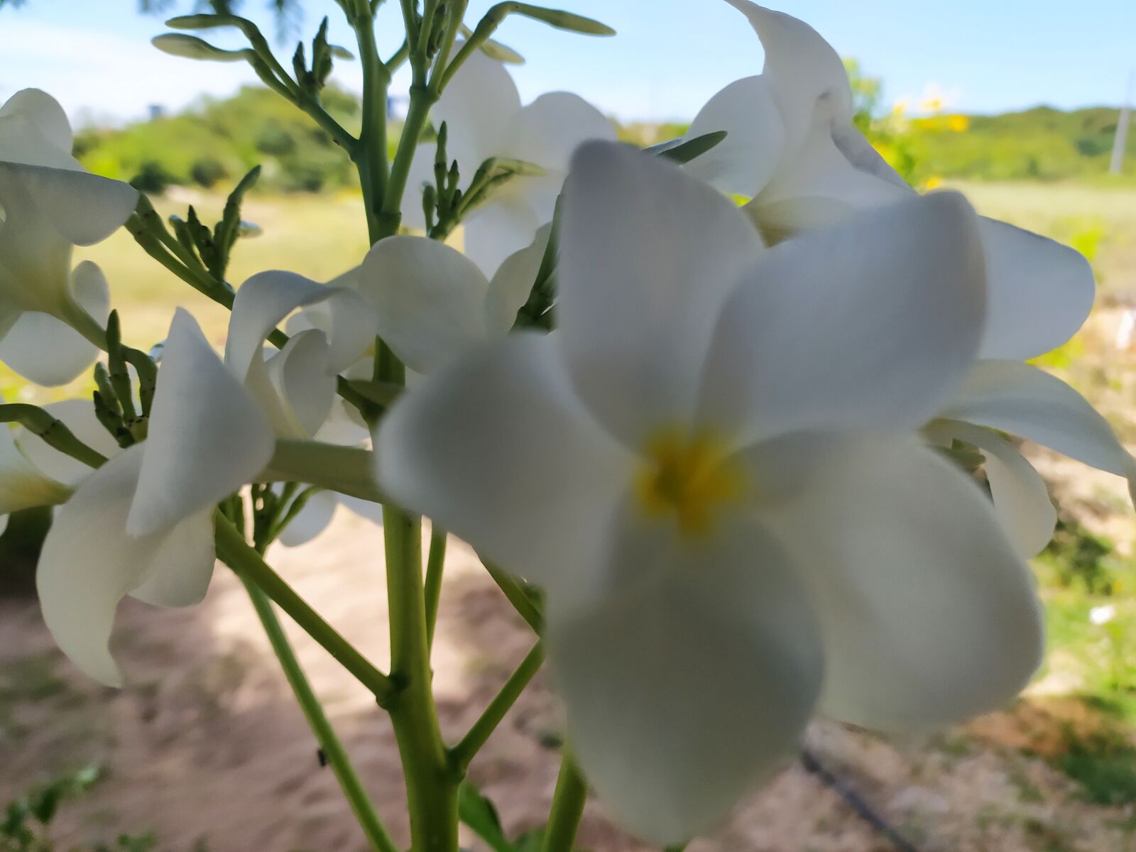Xiaomi Redmi Note 8 sample photo. Flower, white, garden photography