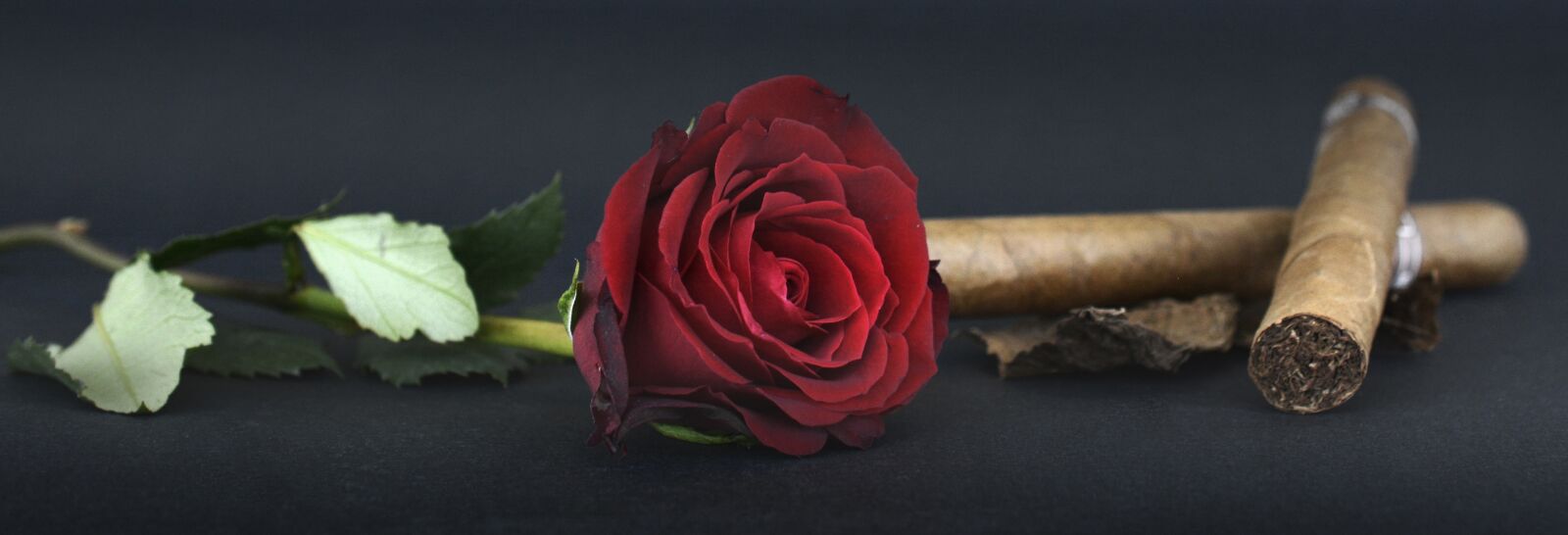 Nikon D7100 sample photo. Rose, red rose, cigar photography