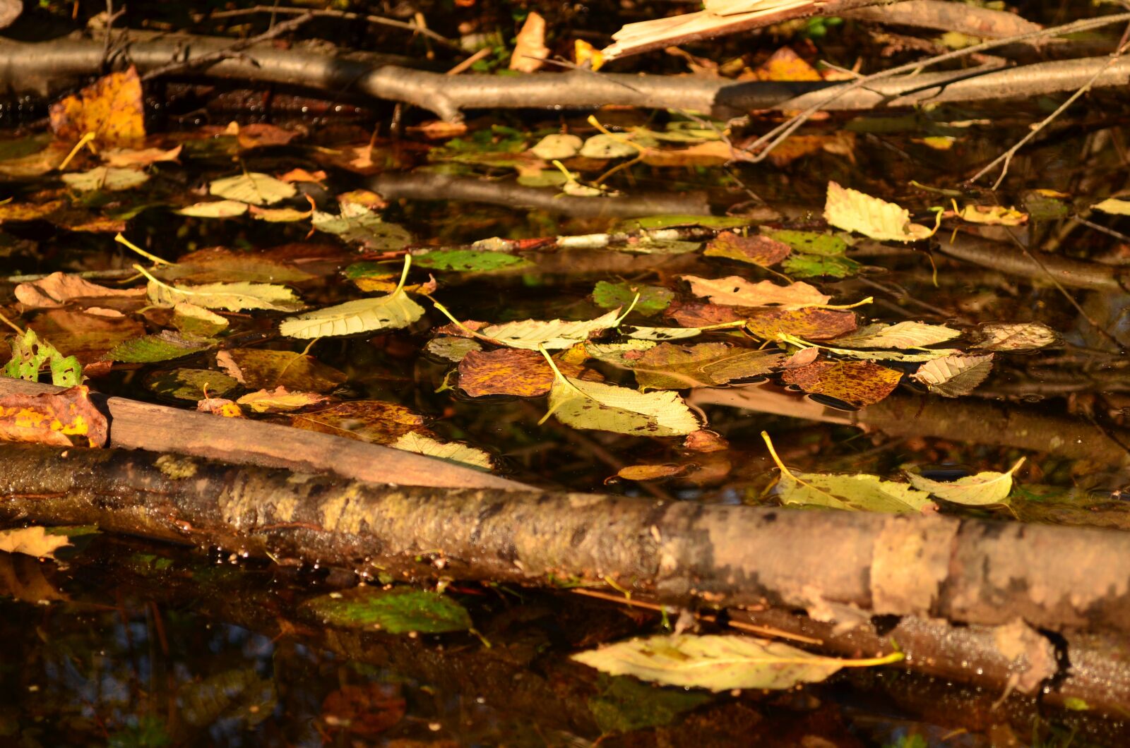 Nikon D5100 sample photo. Fall, leaves, autumn photography