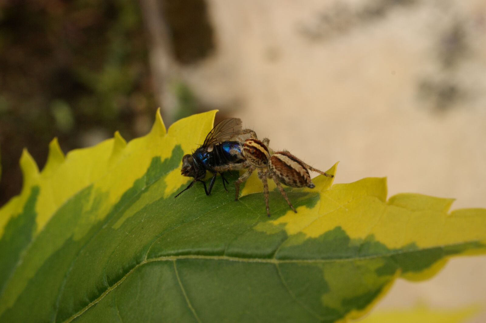 Sony Alpha DSLR-A390 sample photo. Images, area, kettle photography