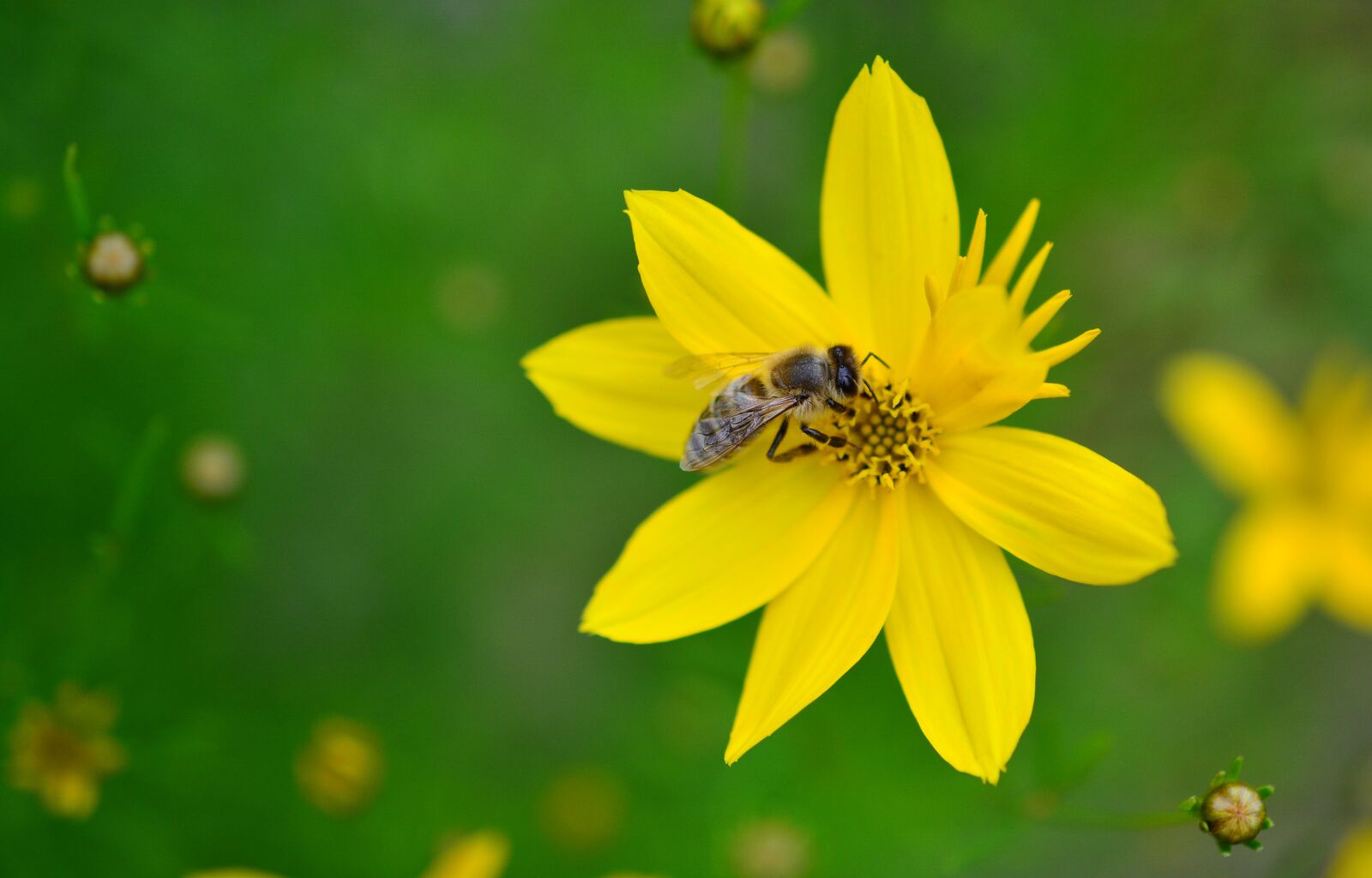 Nikon D5200 sample photo. M dchenauge, coreopsis verticillata photography