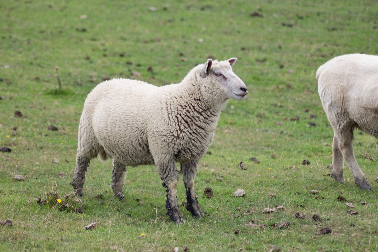 Canon EOS 700D (EOS Rebel T5i / EOS Kiss X7i) sample photo. Meadow, animals, sheep photography