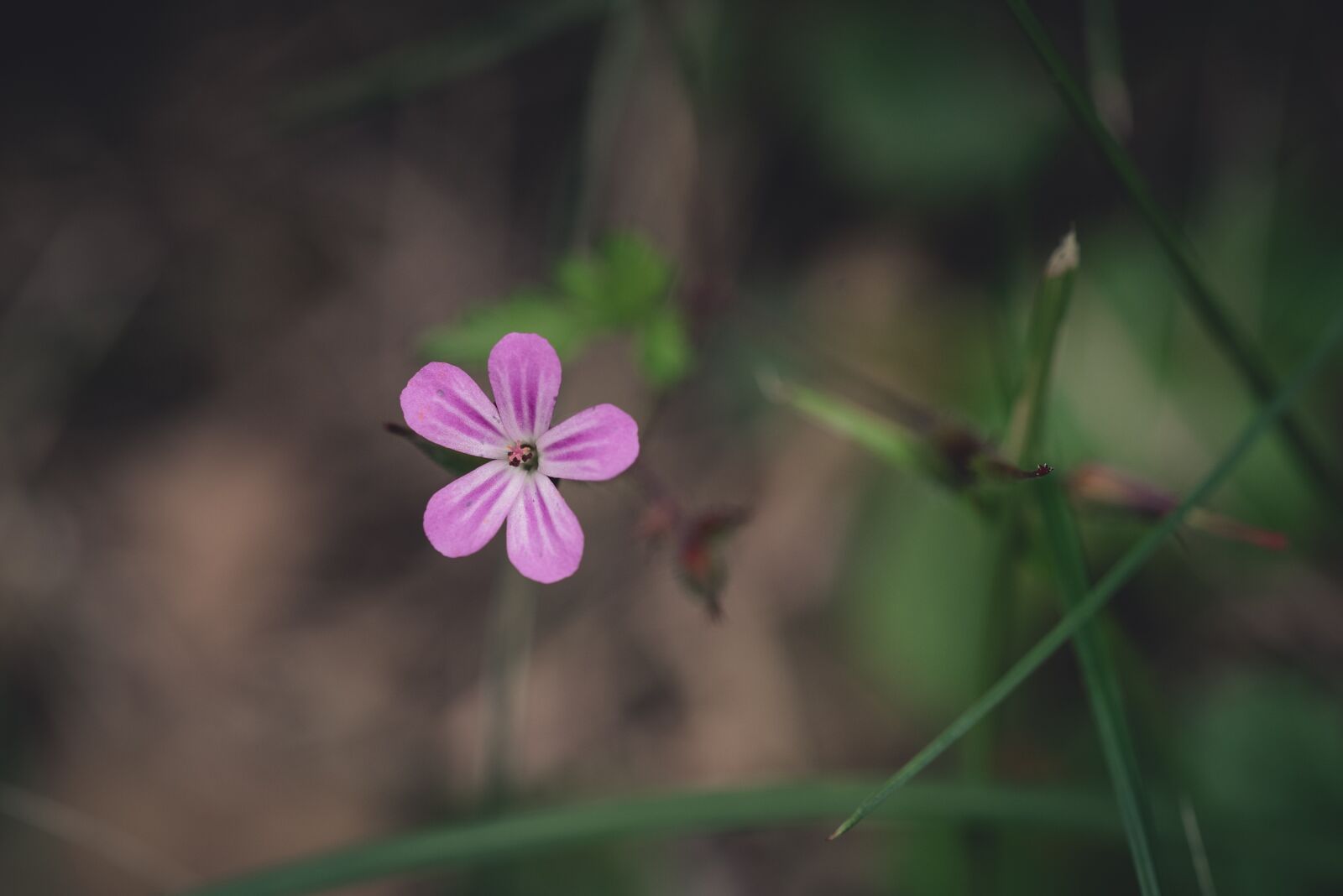 Nikon D750 sample photo. Blossom, bloom, flower photography