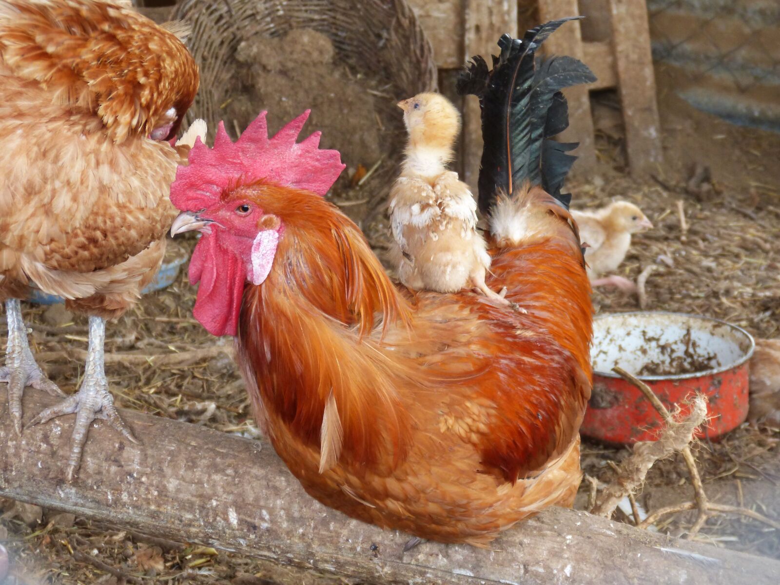 Panasonic DMC-FZ62 sample photo. Gallo, chick, chicken photography