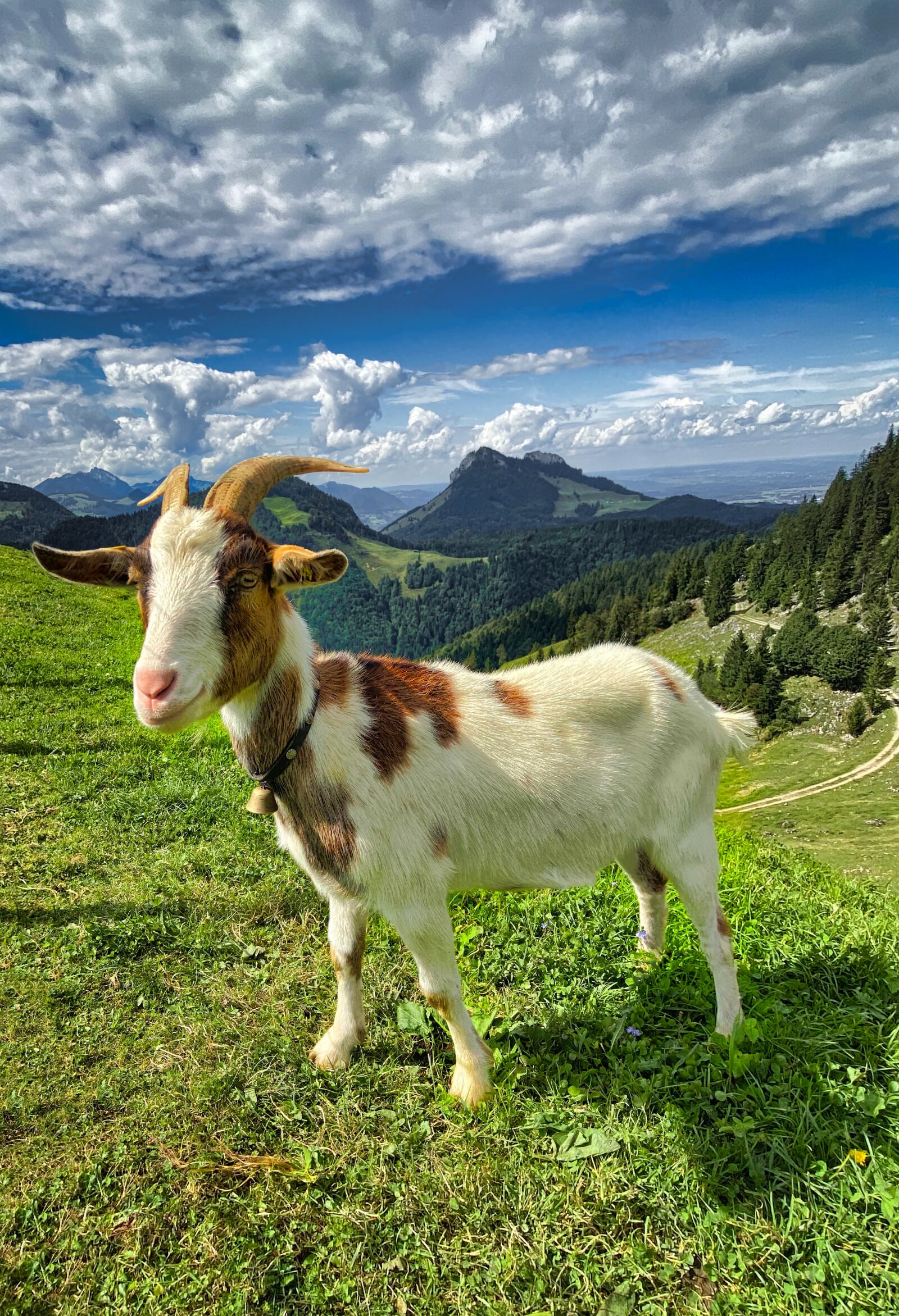 Apple iPhone 11 sample photo. Goat, alpine, animal photography