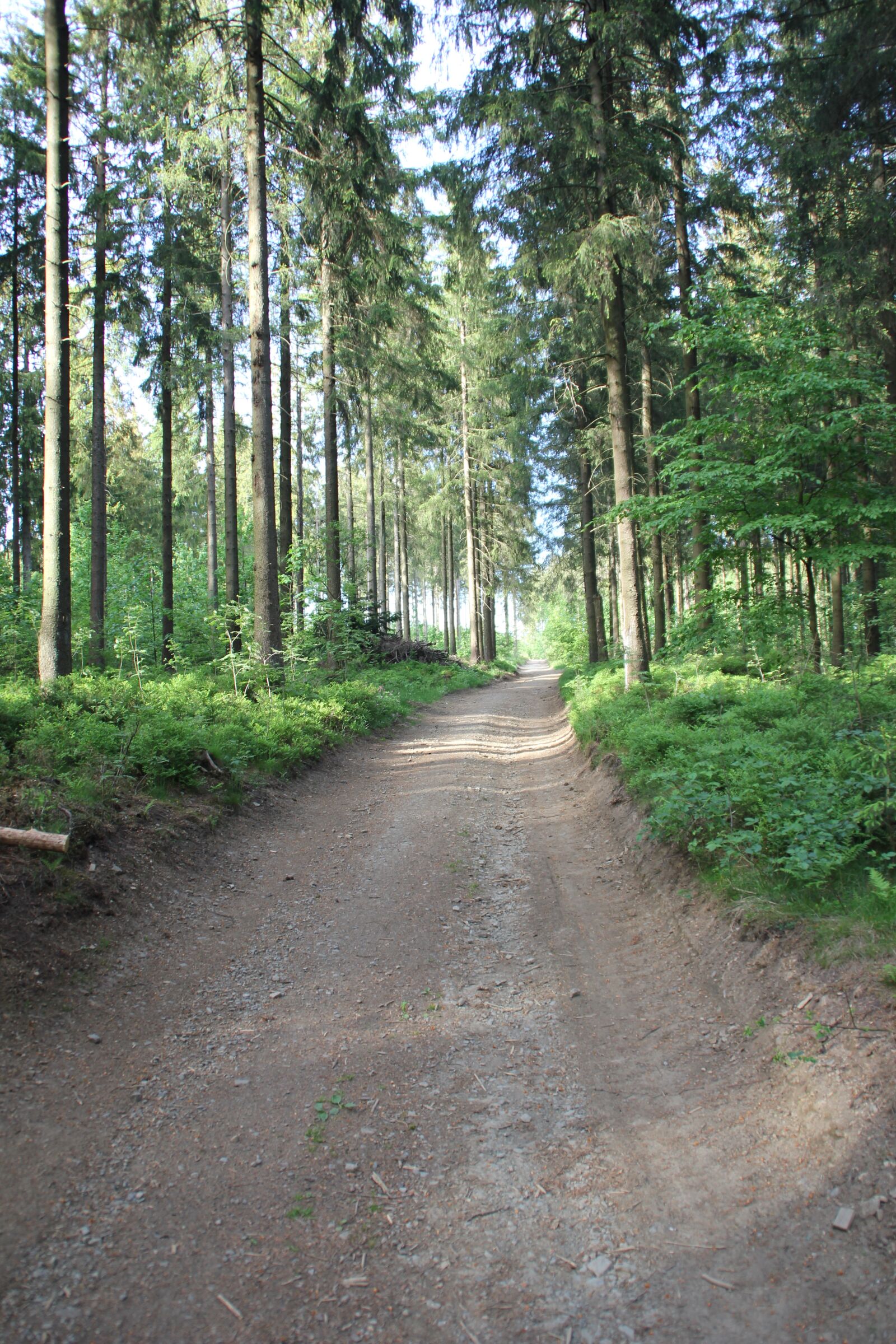 Canon EOS 550D (EOS Rebel T2i / EOS Kiss X4) sample photo. Forest, oberharz, trail photography