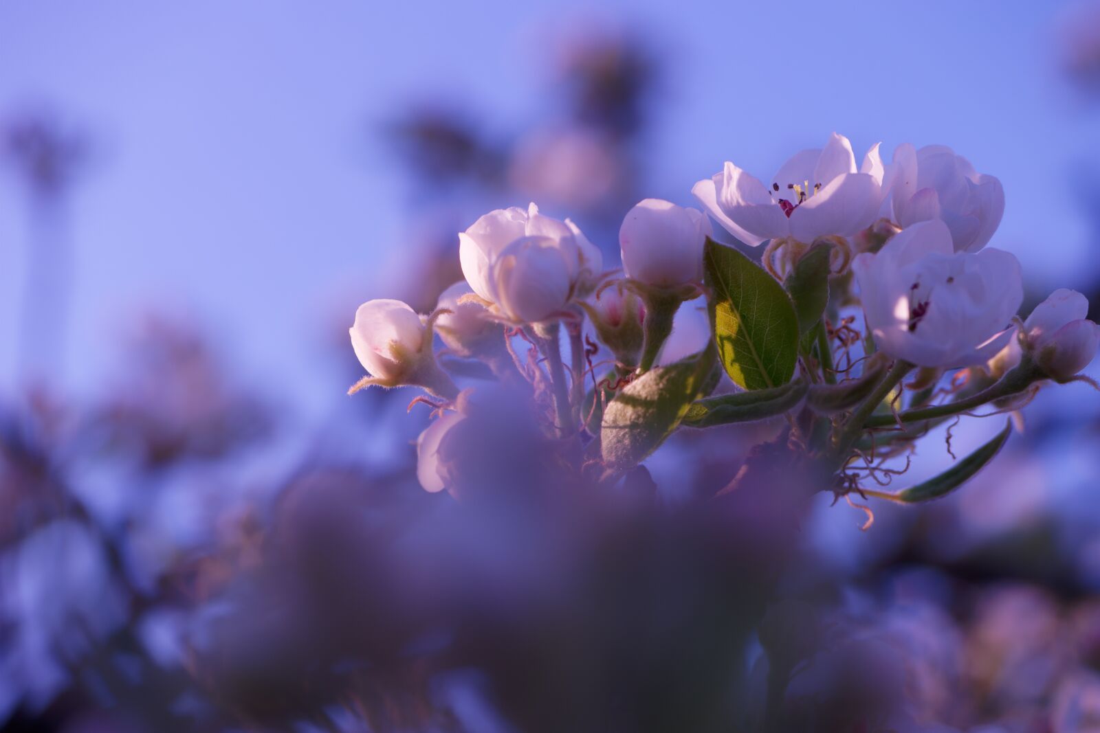 Samsung NX500 + NX 60mm F2.8 Macro sample photo. Flowers, tree, spring photography