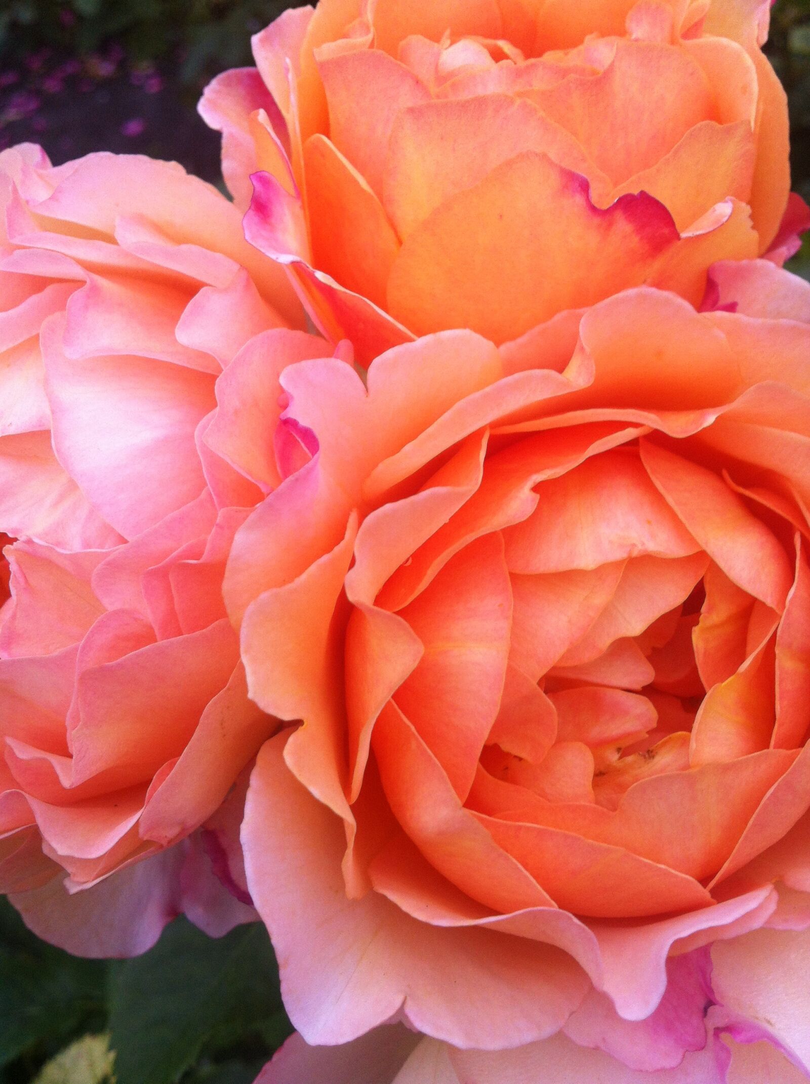 iPhone 4 back camera 3.85mm f/2.8 sample photo. Roses, flowers, summer photography