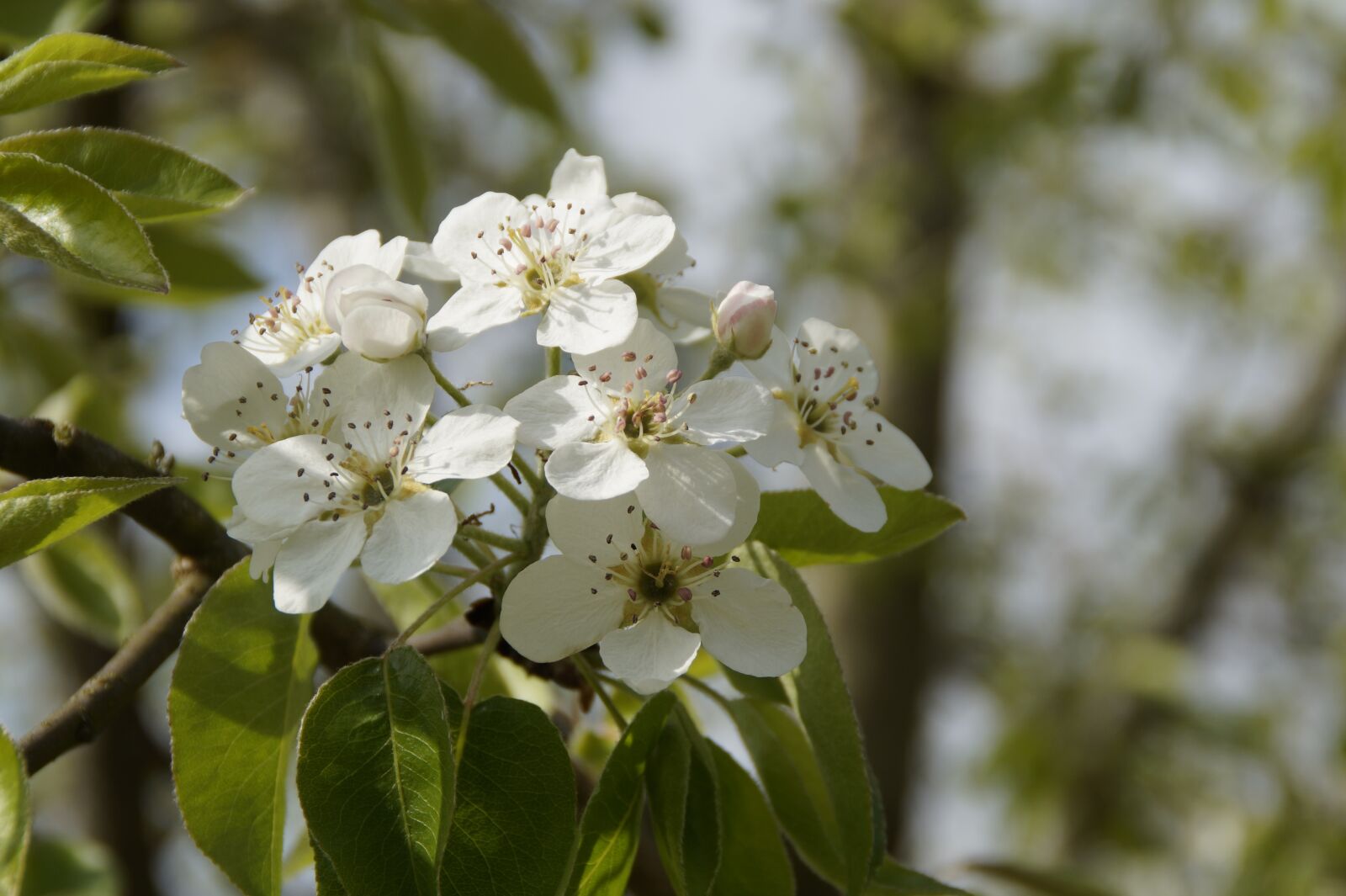 Sony SLT-A58 sample photo. Apple blossom, blossom, bloom photography
