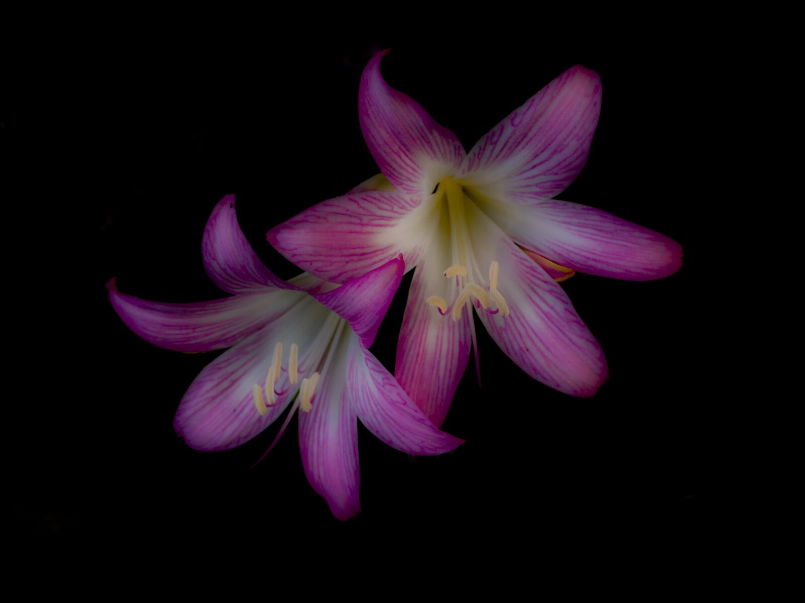 Panasonic Lumix DMC-GX8 sample photo. Nature, flower, garden photography