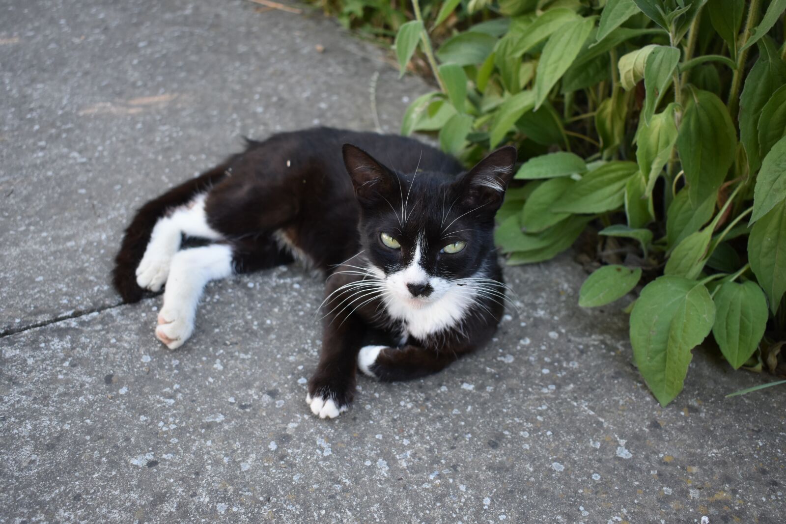 Nikon D3400 sample photo. Cat, black cat, animals photography