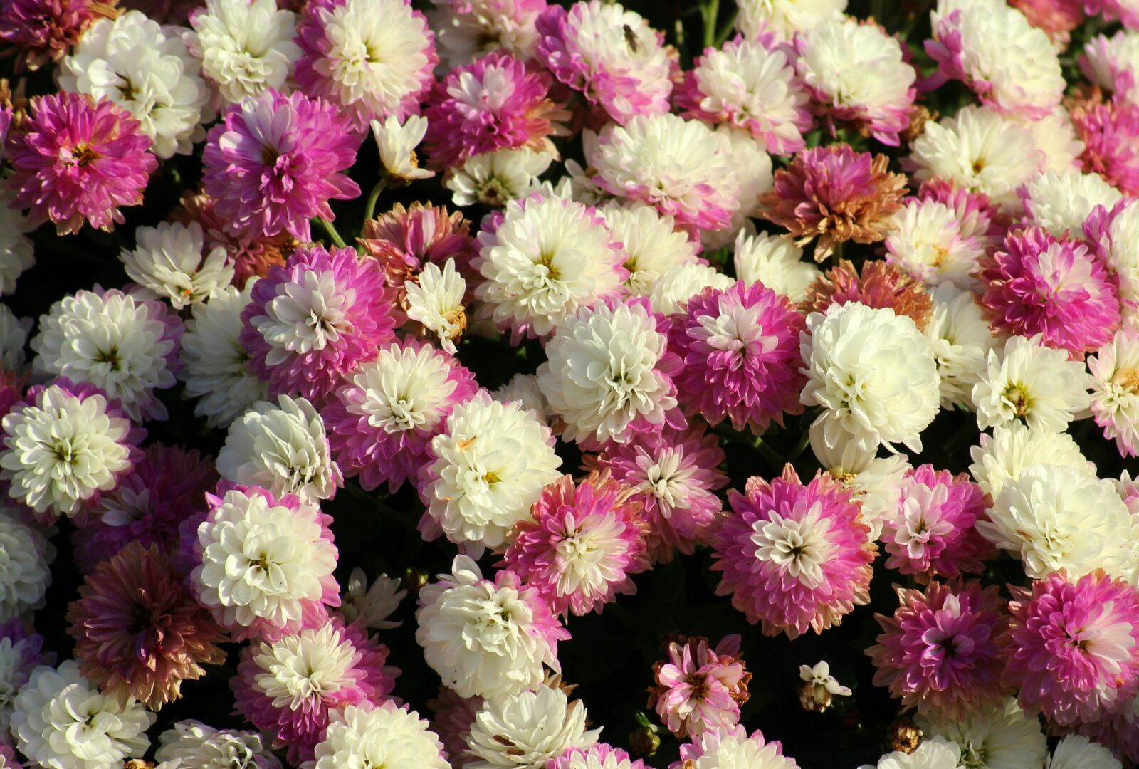 Canon EOS 1200D (EOS Rebel T5 / EOS Kiss X70 / EOS Hi) sample photo. Chrysanthemum, flowers, autumn photography