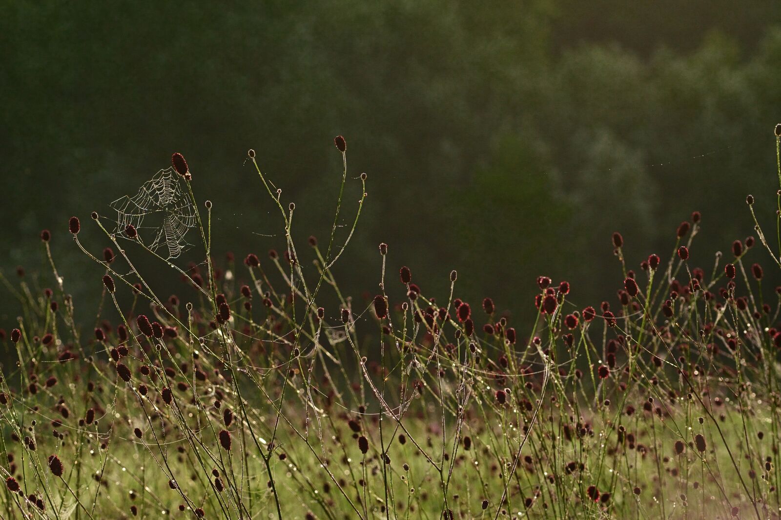 Nikon D5200 sample photo. Late summer, sunrise, meadow photography