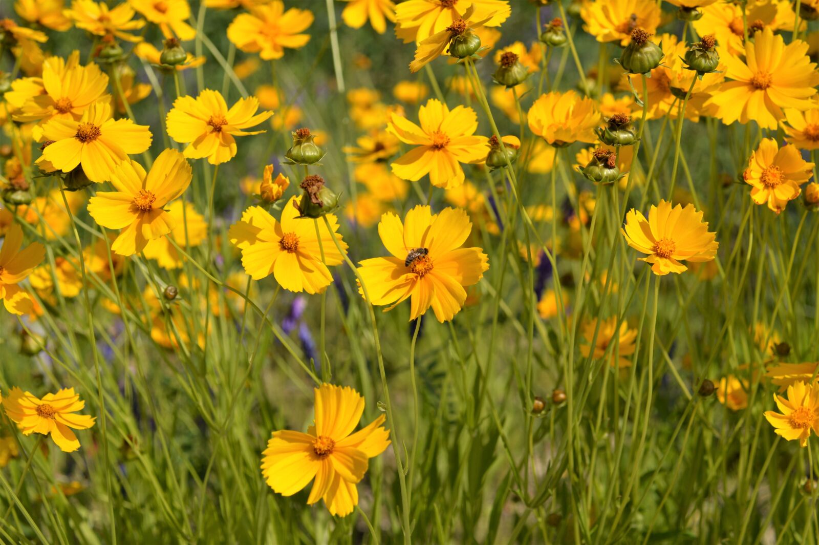 Nikon D3200 sample photo. Geumgyeguk, flowers, yellow photography