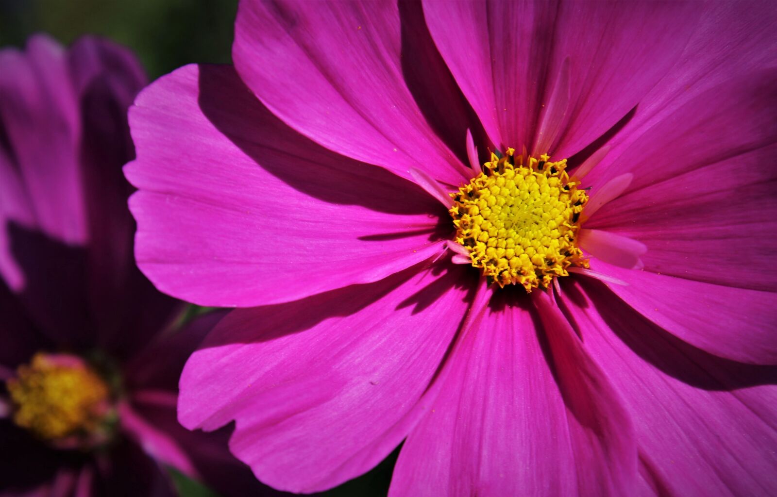 Canon EOS 80D sample photo. Flora, cosmea, pink photography