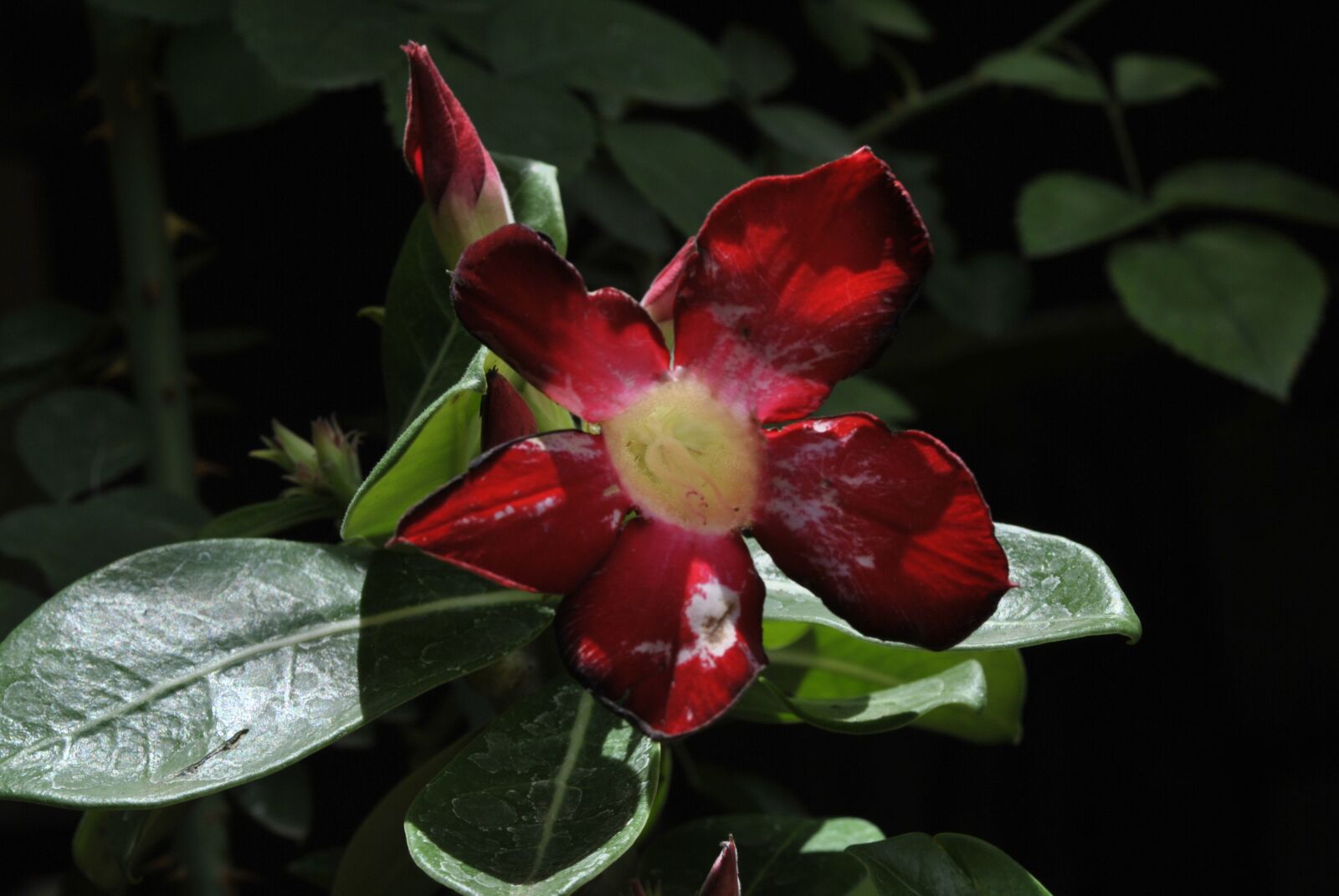 Nikon D3000 sample photo. Flower, nature, garden photography