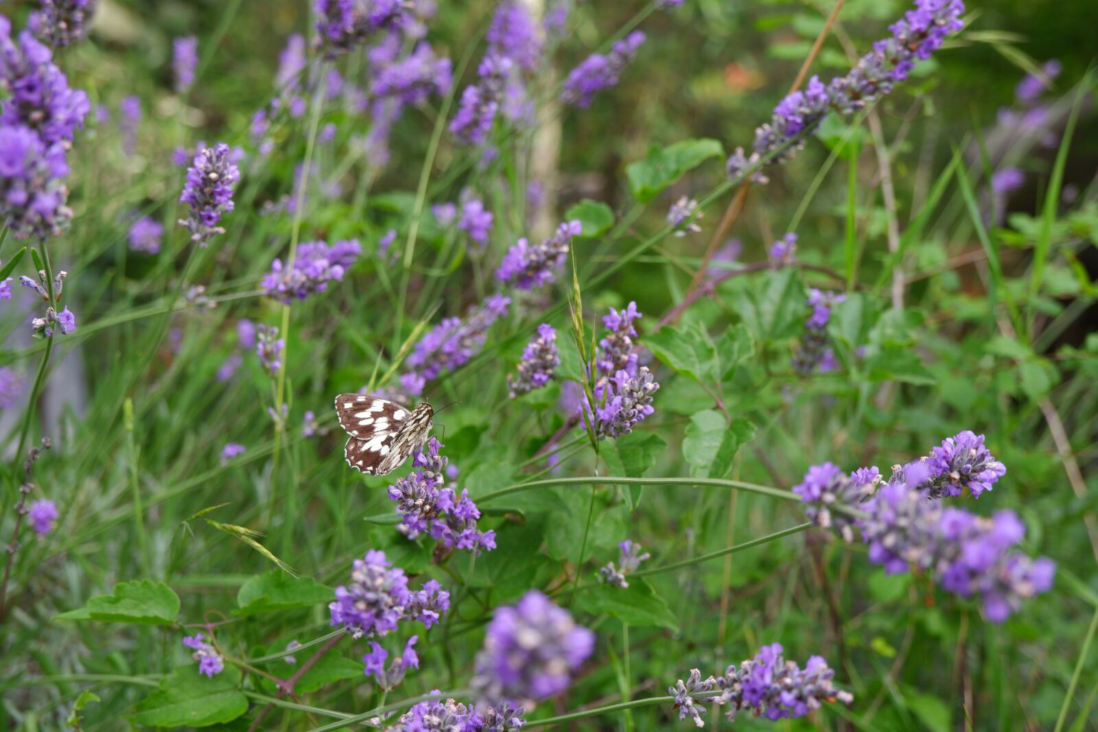Fujifilm XC 15-45mm F3.5-5.6 OIS PZ sample photo. Butterfly, lavender, nature photography