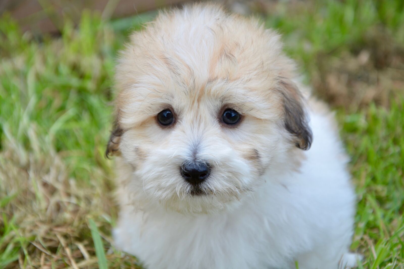 Nikon D5200 sample photo. Puppy, puppy cotton tubera photography