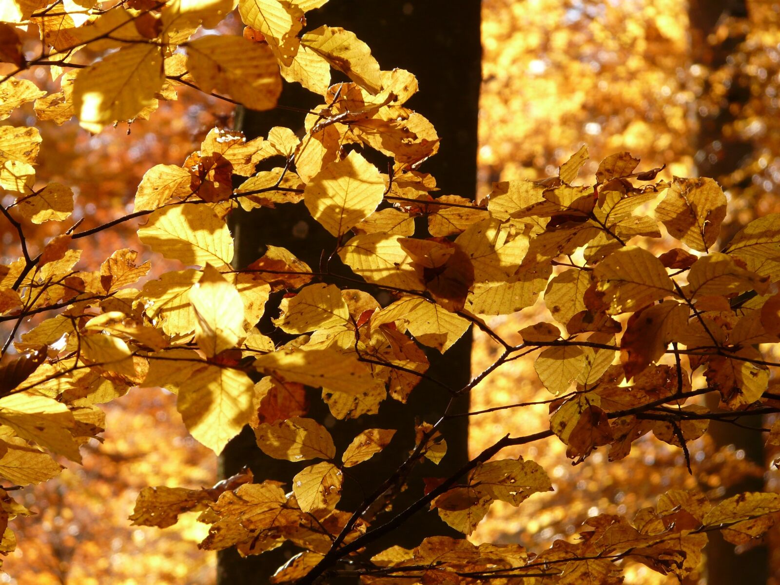 Panasonic DMC-FZ18 sample photo. Beech, beech leaves, autumn photography