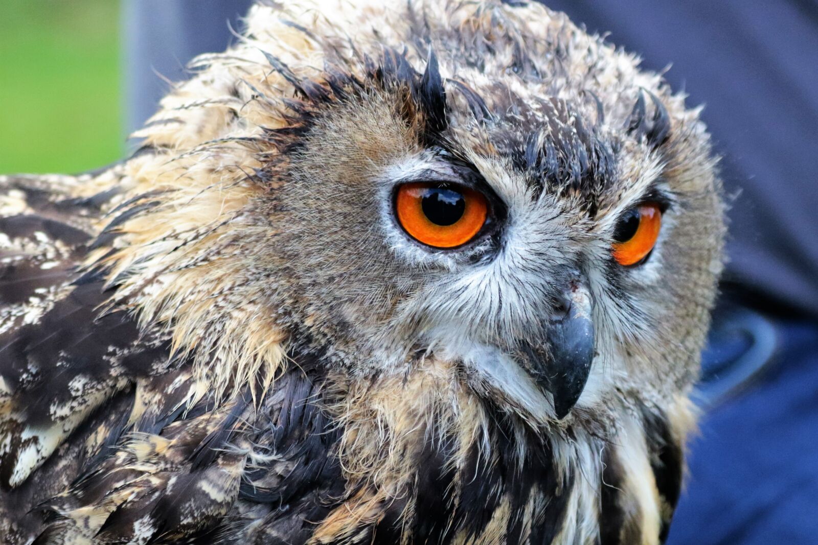 Canon EF 70-300mm F4-5.6L IS USM sample photo. Eagle owl, owl, bird photography