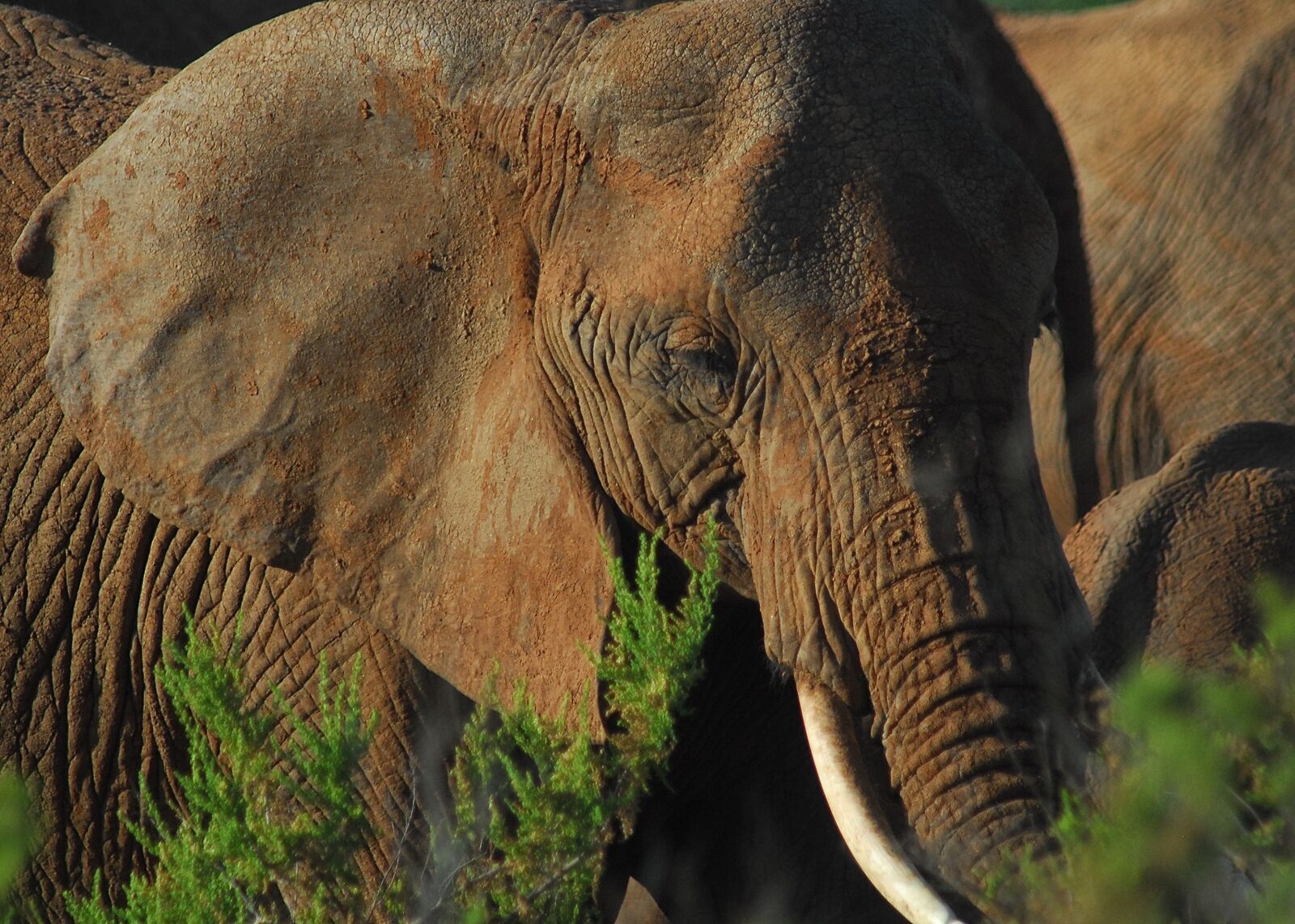 Nikon D200 sample photo. Wild, elephant, africa photography