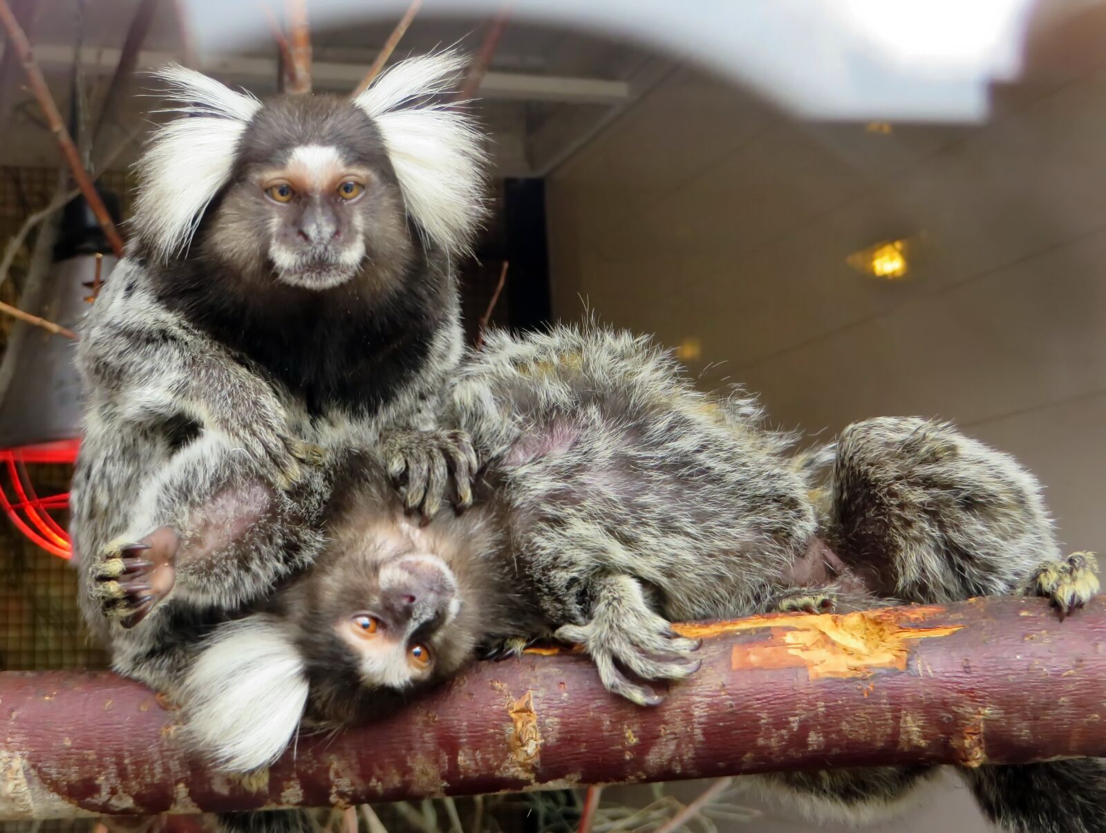 Canon PowerShot SX270 HS sample photo. Marmoset, monkey, callithrix photography