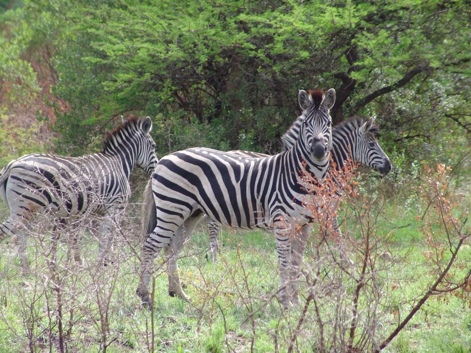 Sony DSC-F828 sample photo. Zebra, wow africa, africa photography