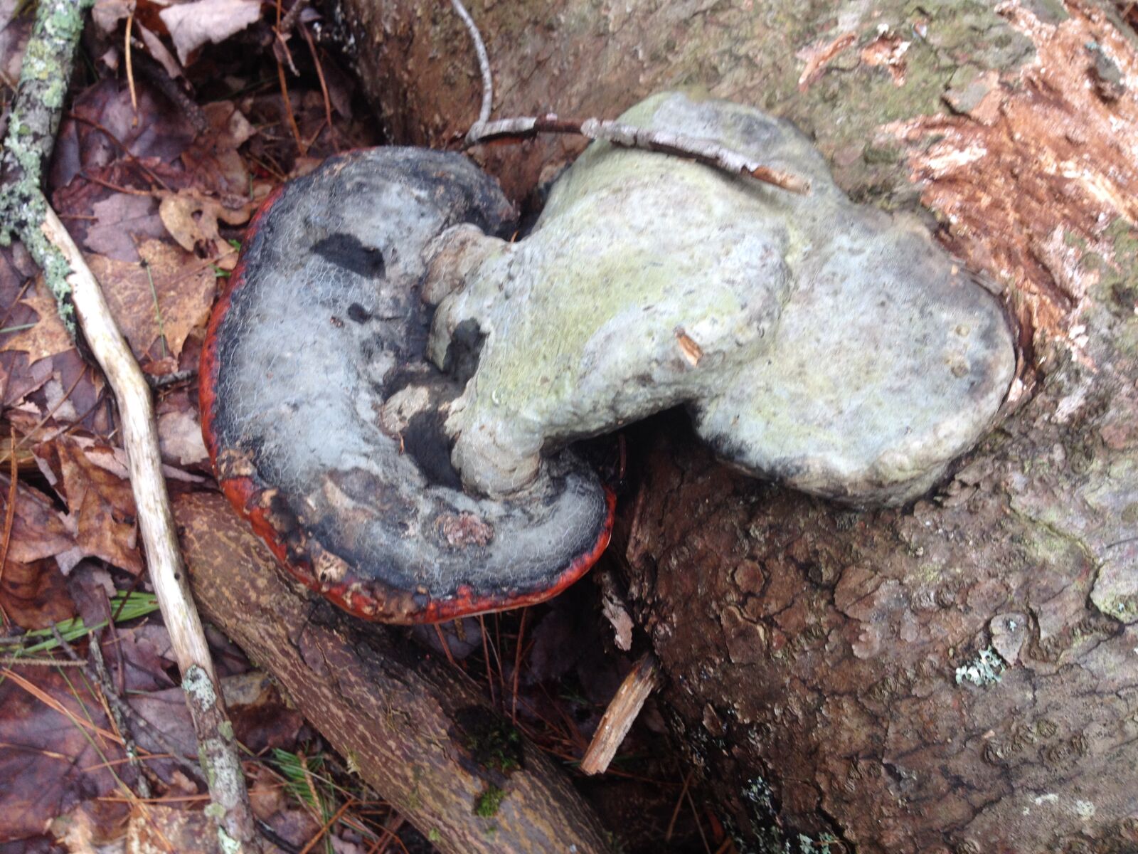 iPhone 4S back camera 4.28mm f/2.4 sample photo. Toadstool, mushroom, you, tell photography