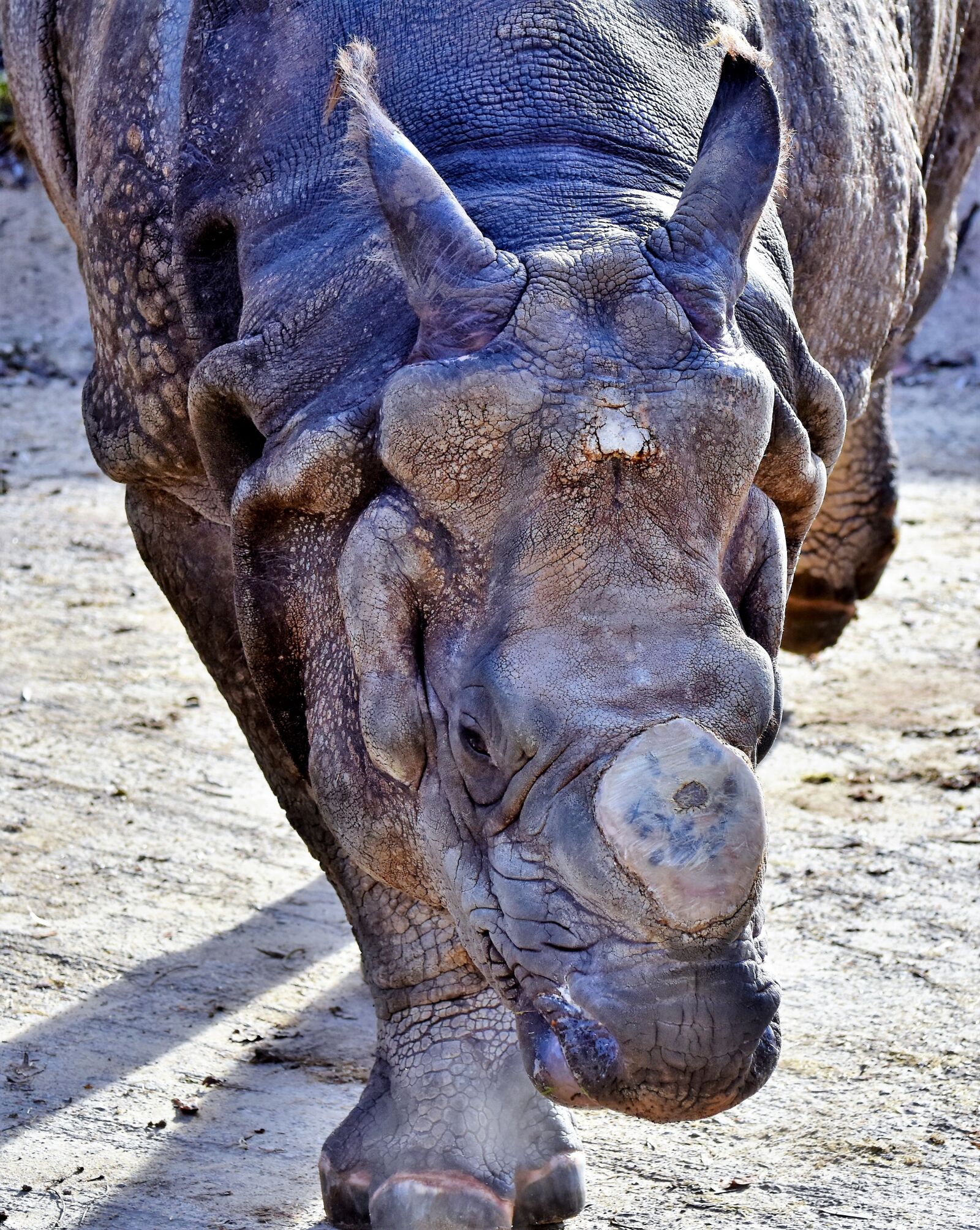 Nikon D7200 sample photo. Rhino, animal, mammal photography