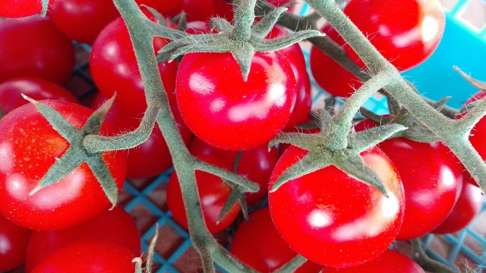 HUAWEI Cherry Mini sample photo. Tomato, field, nature photography
