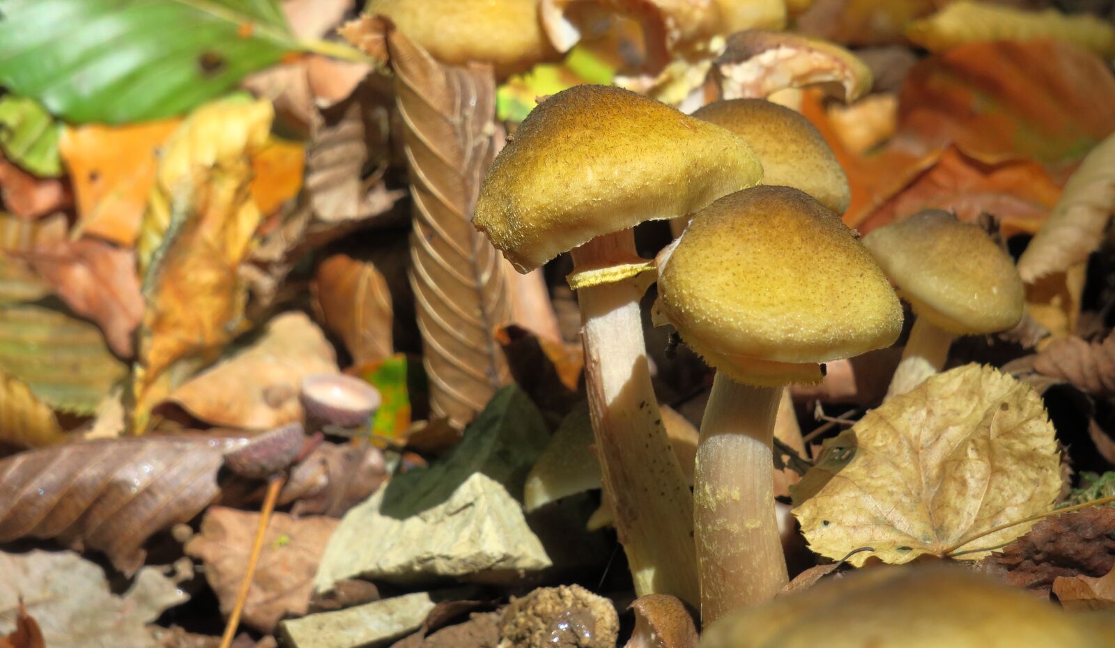 Canon PowerShot G3 X sample photo. Forest mushroom, mushroom, moss photography
