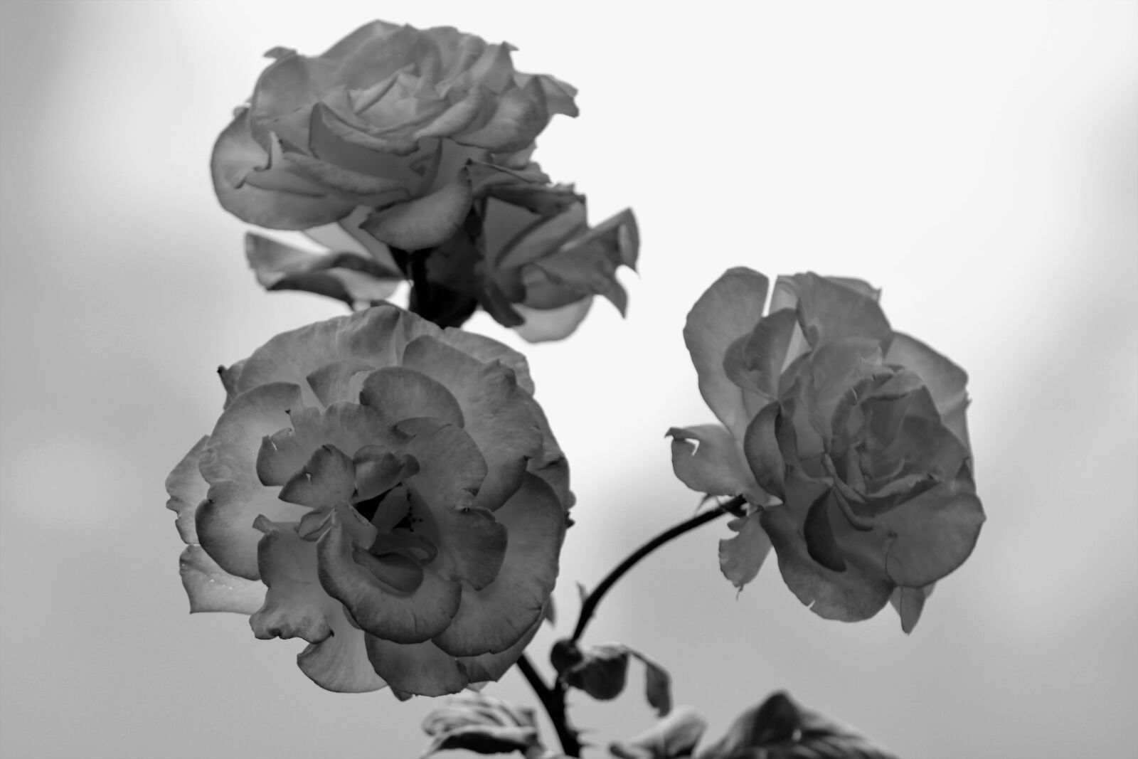 Canon EOS 2000D (EOS Rebel T7 / EOS Kiss X90 / EOS 1500D) sample photo. Bloem, bloesem, bloeien photography