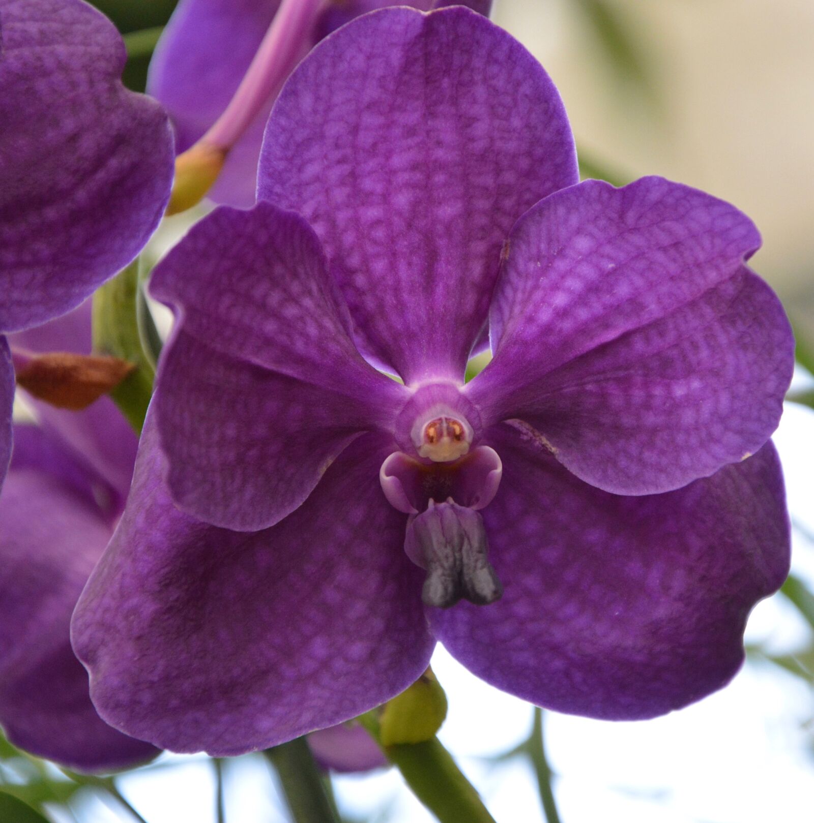 Nikon D5200 sample photo. Orchid purple, flower, exotic photography