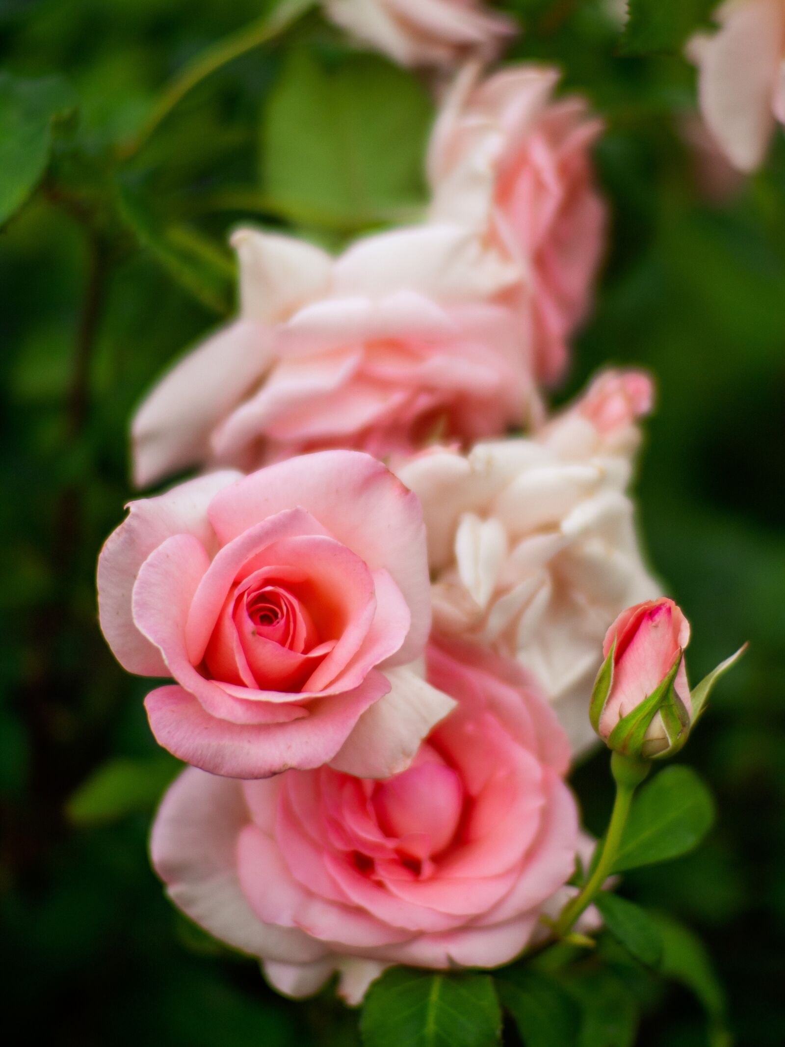 Olympus OM-D E-M1 Mark II sample photo. Rose, macro, close-up photography